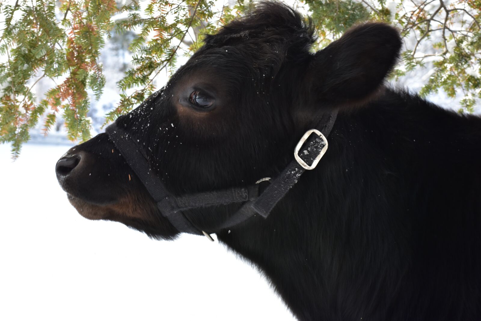 Nikon D3400 sample photo. Cow, winter, snow photography