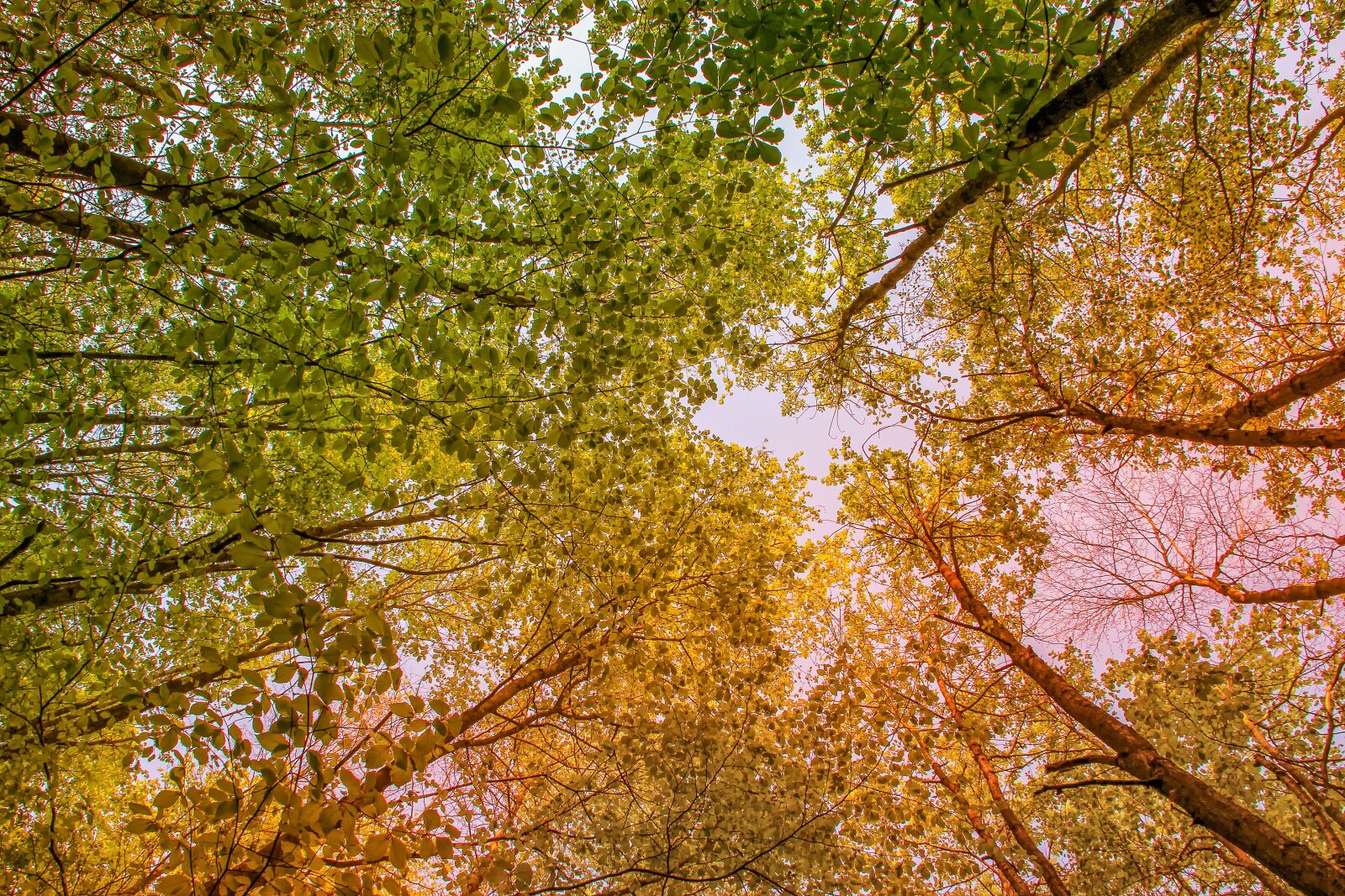 Canon EOS 60D sample photo. Tree, nature, season photography