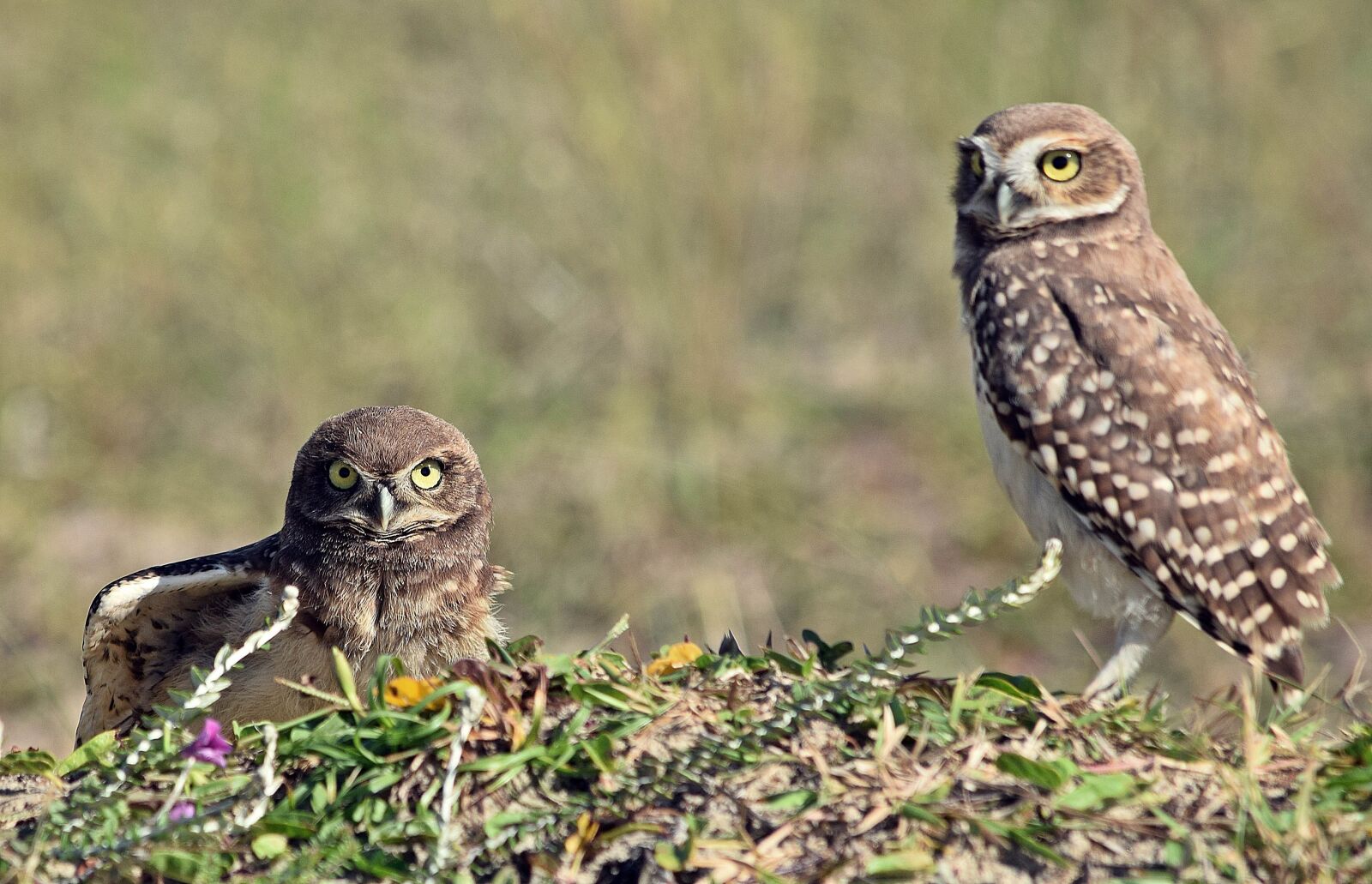 Nikon D5300 sample photo. Owls, birds, beach photography