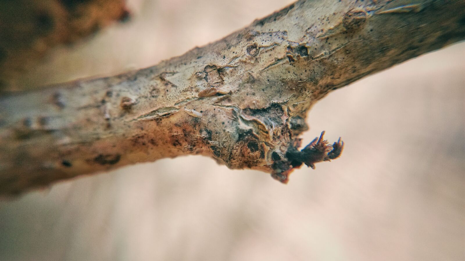 HTC Desire 816 dual sim sample photo. Wood, macro, timber photography