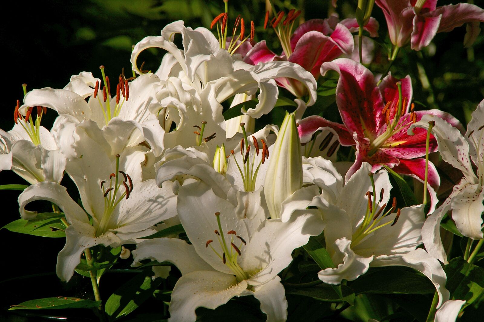 Pentax *ist DL2 sample photo. Lilies, flowers, blossomed photography