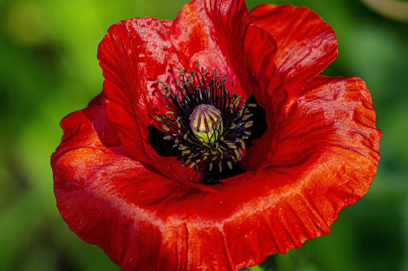 TAMRON SP 180mm F3.5 Di MACRO 1:1 B01N sample photo. Poppy, flower, macro photography