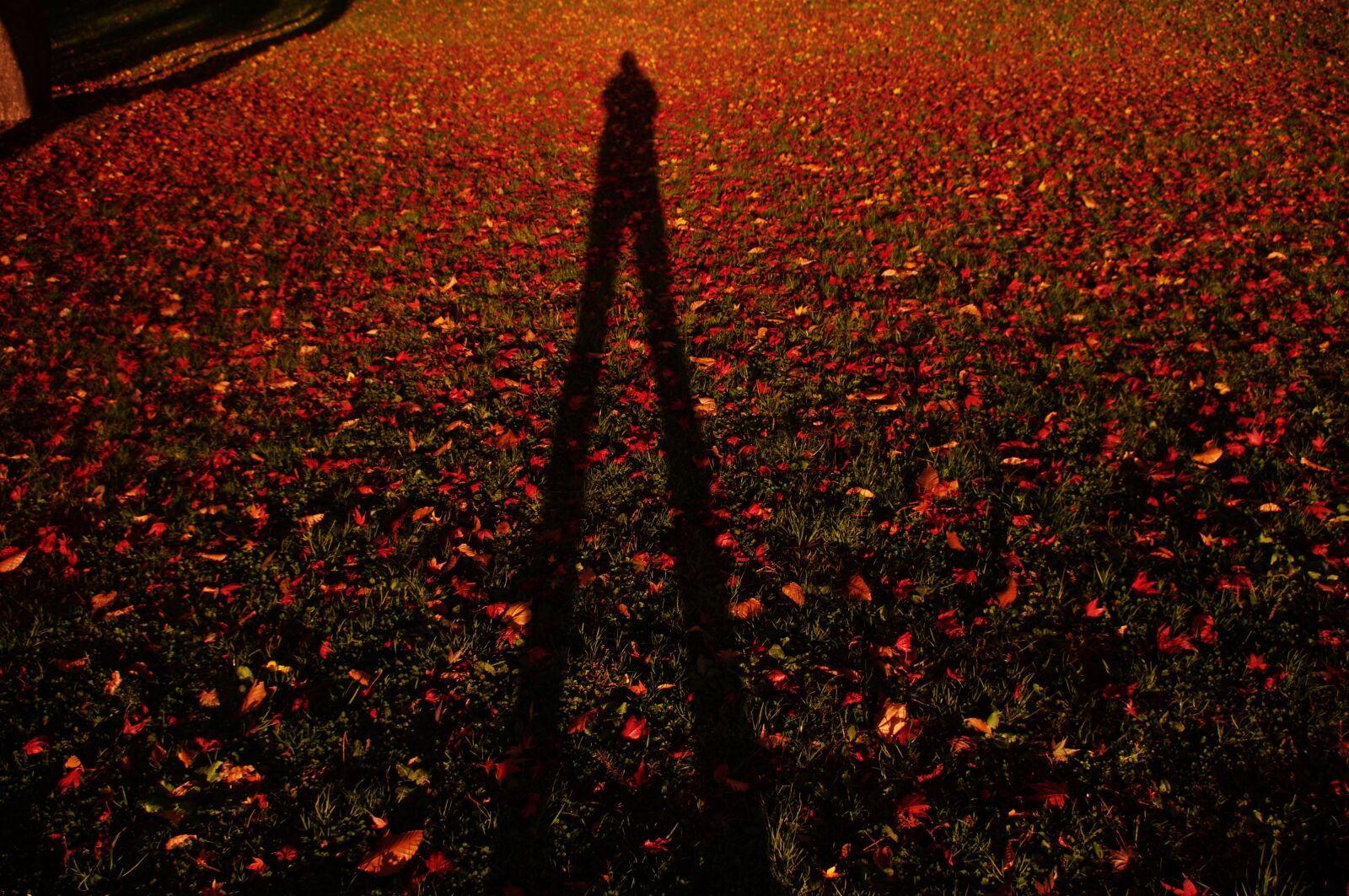Pentax K-r sample photo. Fallen leaves, twilight, shadow photography