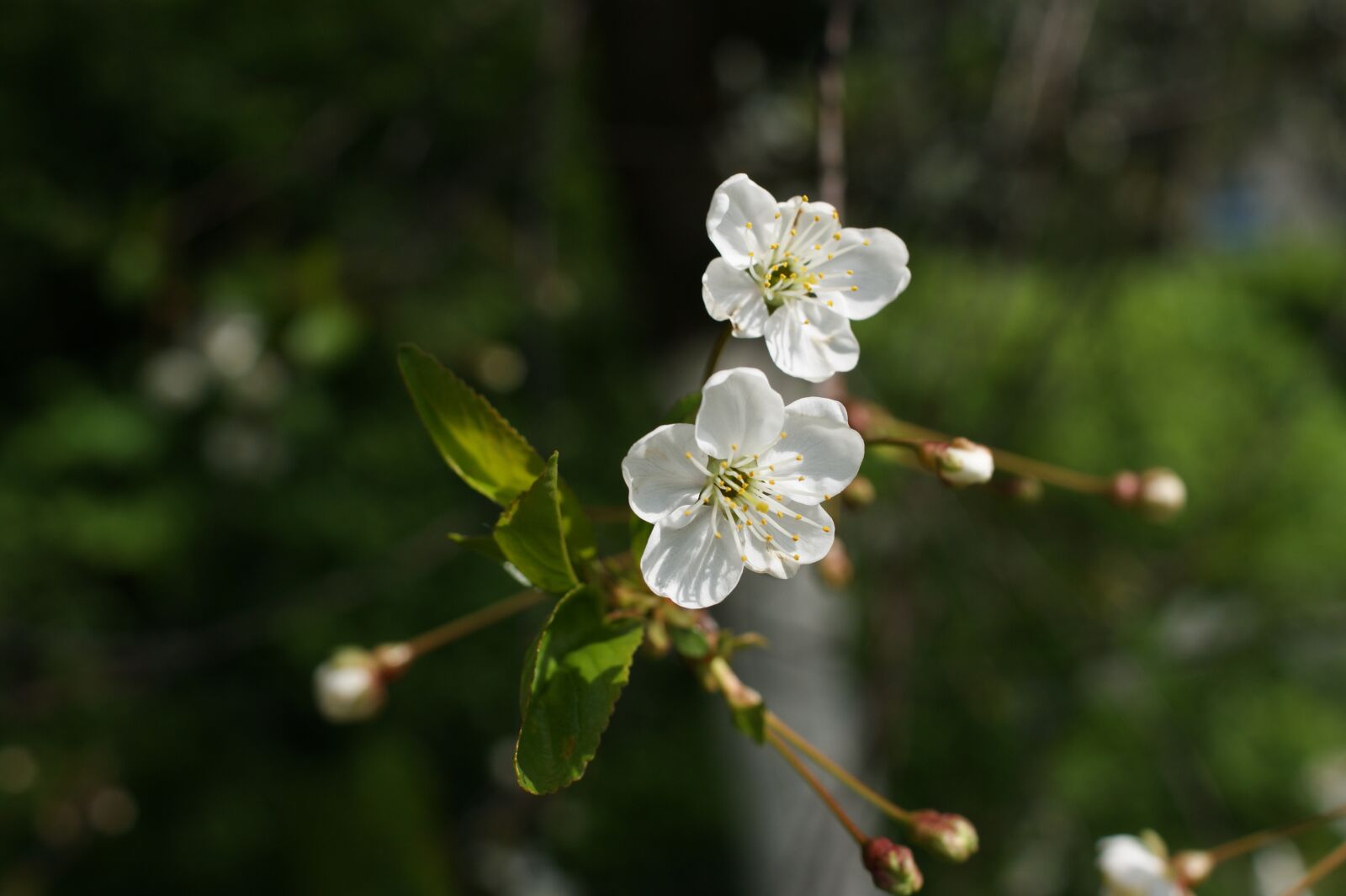 Sony Alpha DSLR-A390 sample photo. Spring, tree, nature photography