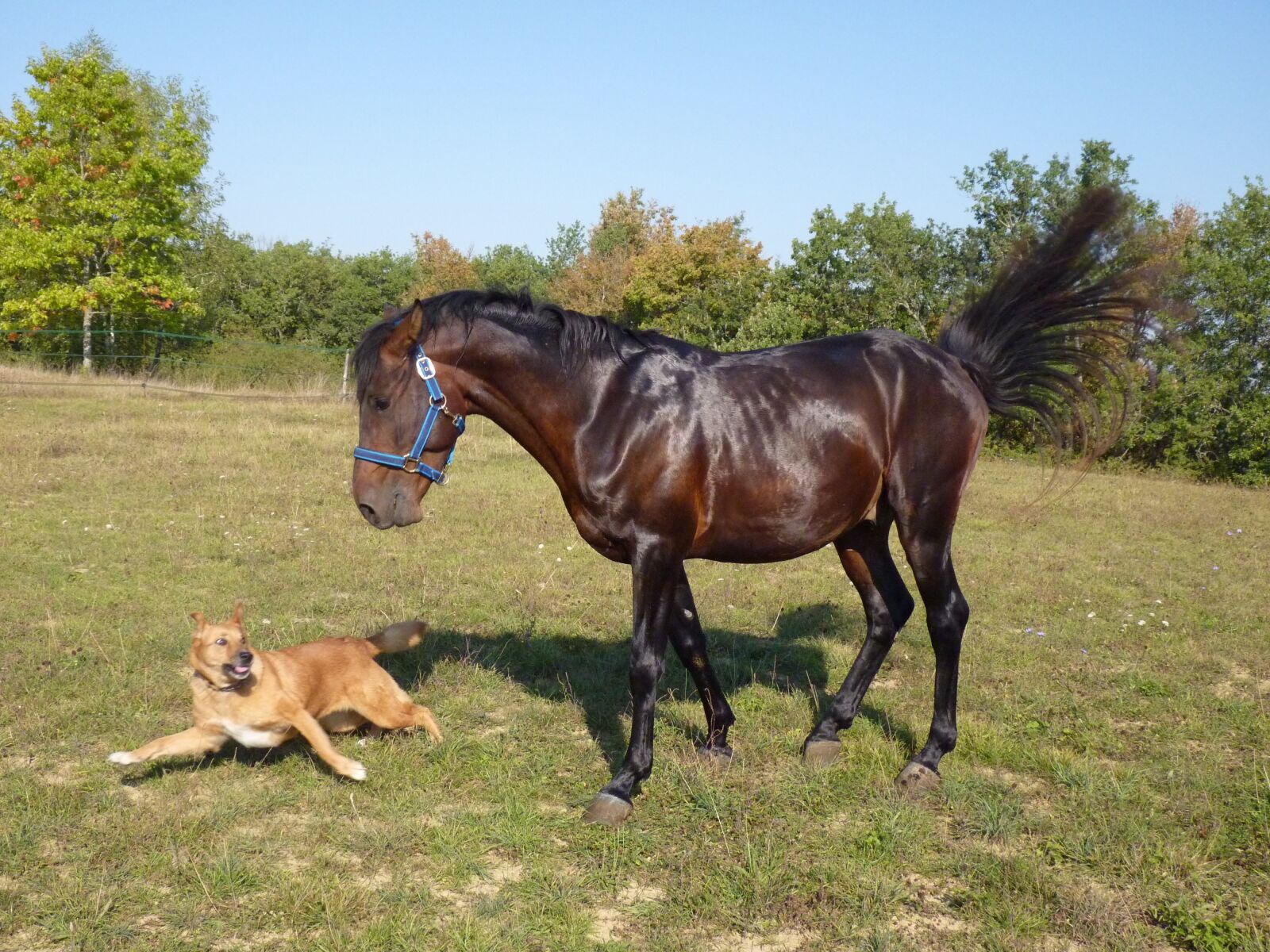 Panasonic Lumix DMC-FZ35 (Lumix DMC-FZ38) sample photo. Horse, standard, pure arab photography