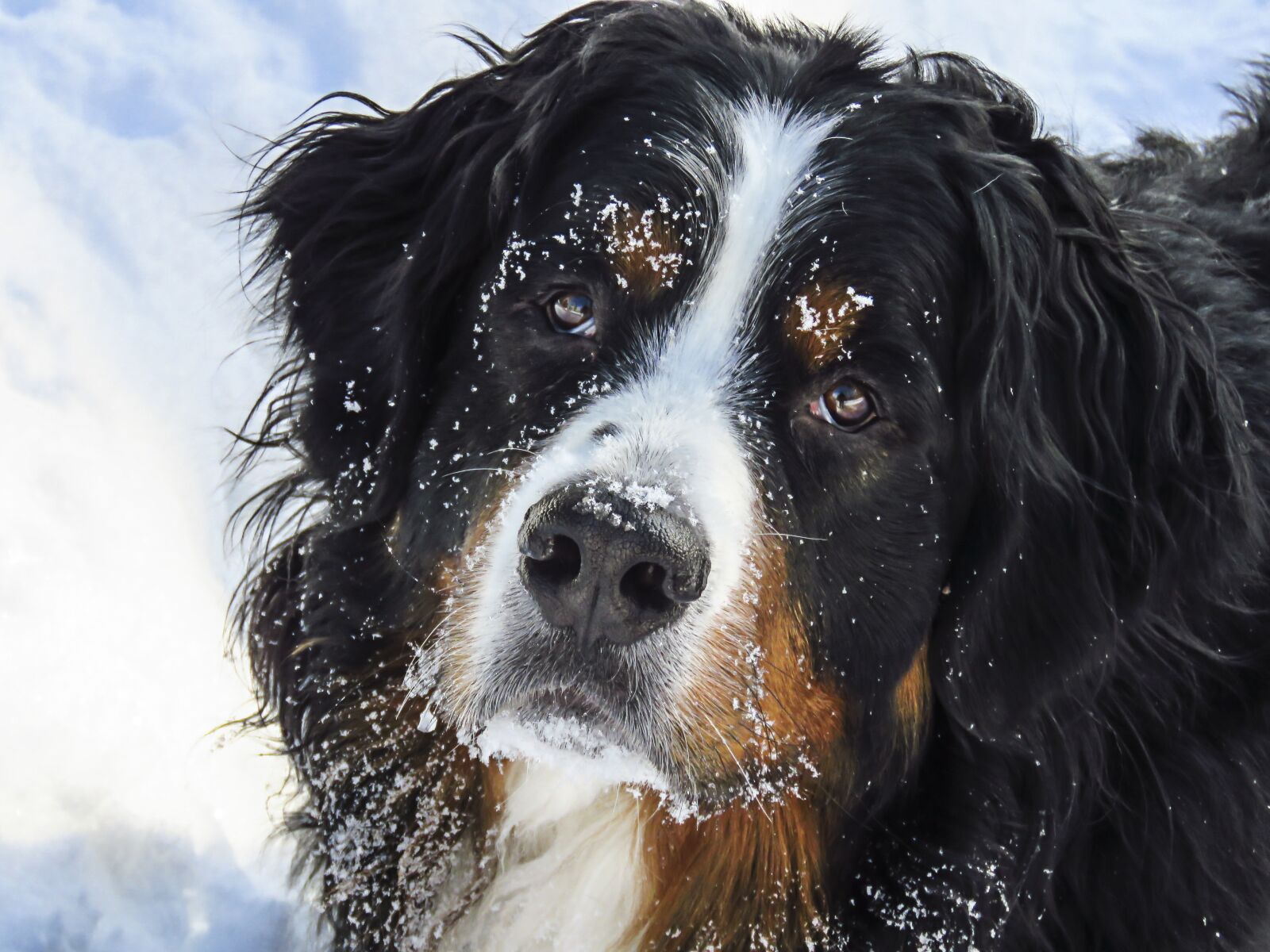 Canon PowerShot SX60 HS sample photo. Bernese mountain dog, pet photography