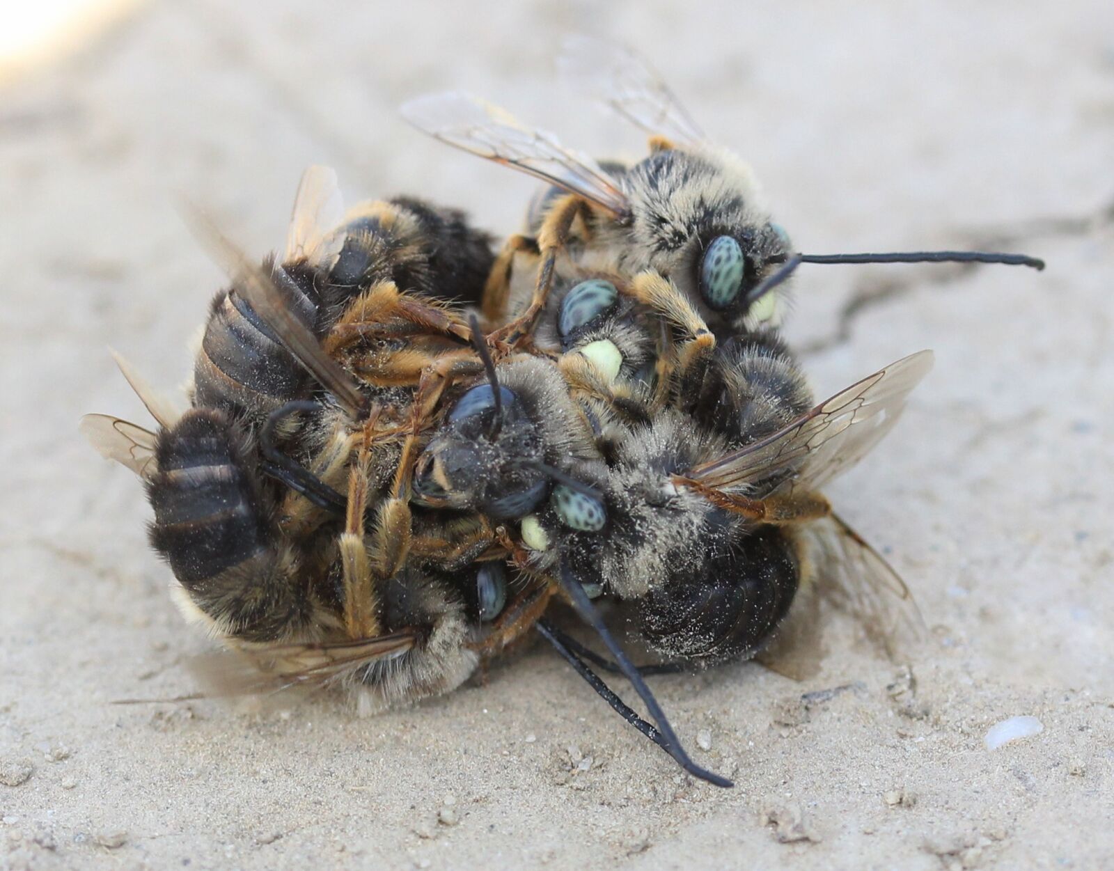 Canon EF-S 60mm F2.8 Macro USM sample photo. Bee, struggle, insecta photography