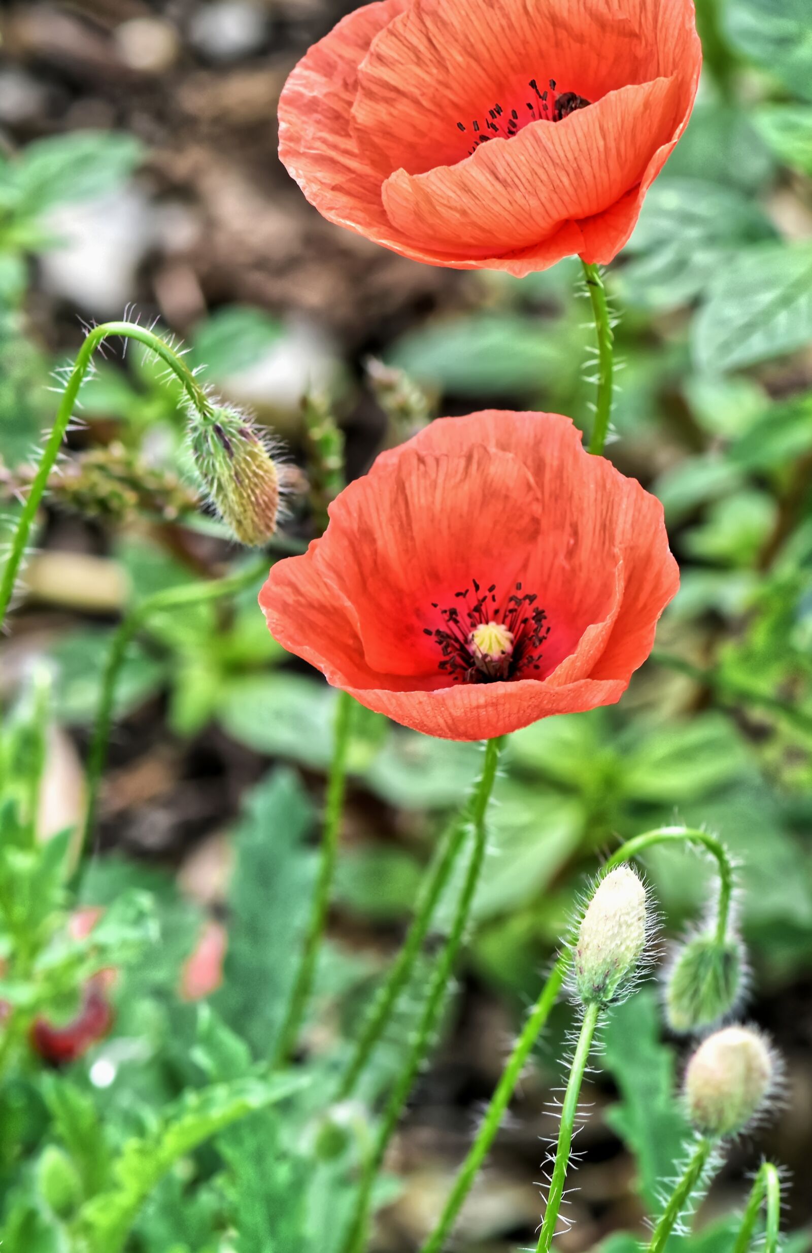 Nikon D7200 sample photo. Poppies, summer, nature photography