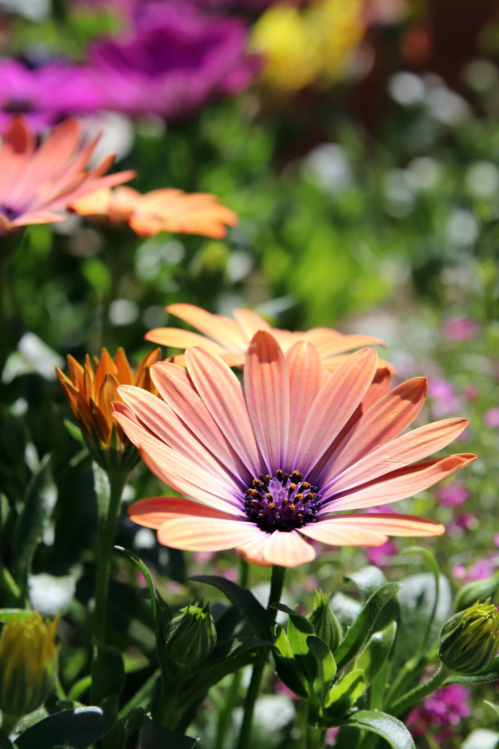 Canon EOS 800D (EOS Rebel T7i / EOS Kiss X9i) sample photo. Spring, flowers, nature photography