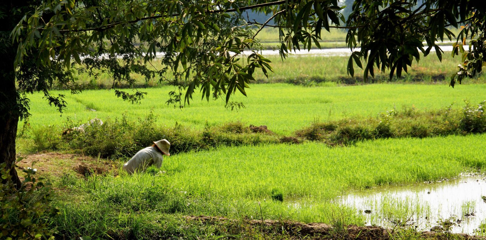 Sony Alpha NEX-7 sample photo. Rice, fields, pad photography