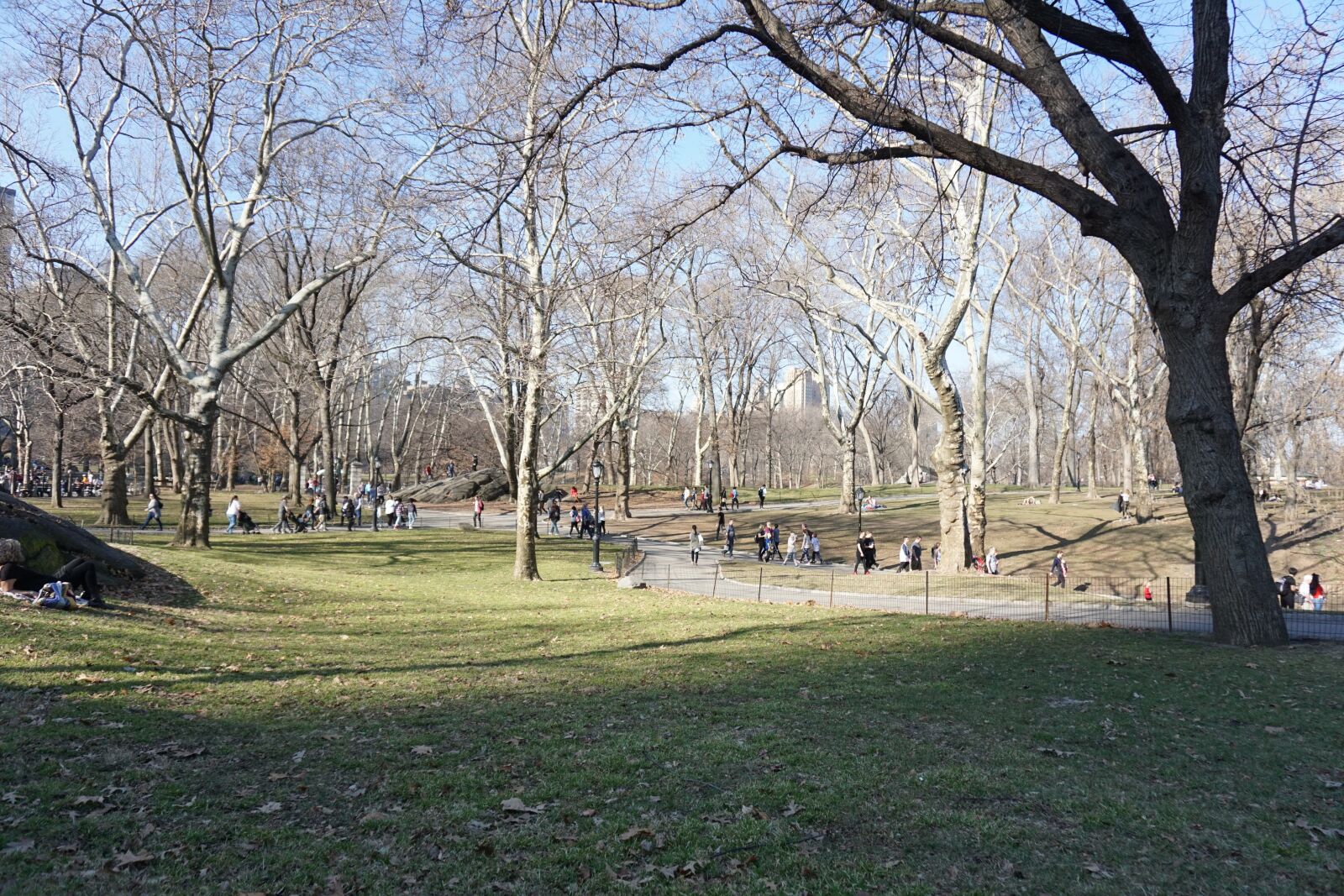 Sony a6000 sample photo. Trees, tree, forest photography