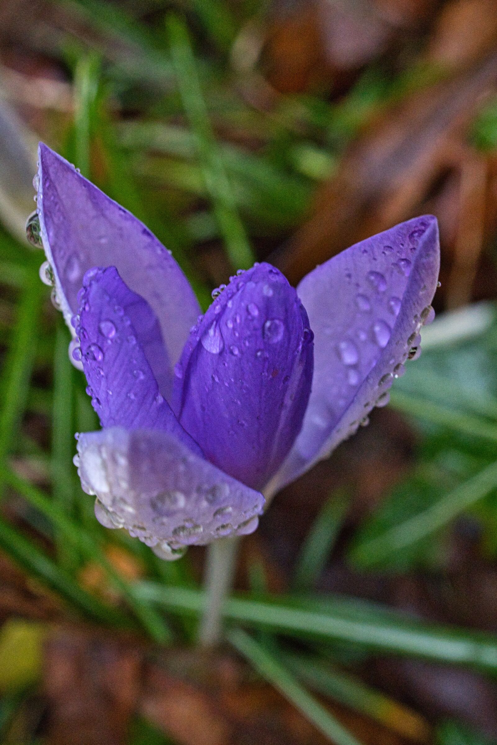 Sony E 30mm F3.5 Macro sample photo. Crocus, flowers, nature photography