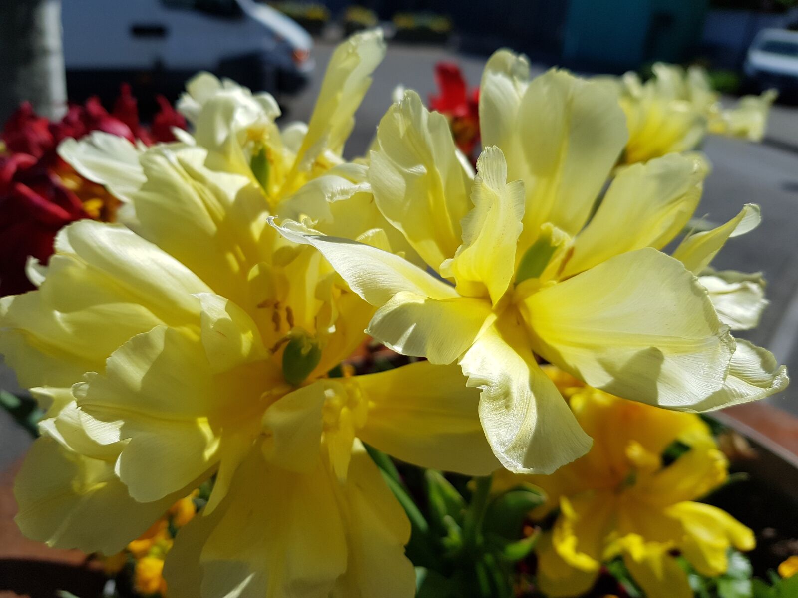 Samsung Galaxy S7 sample photo. Yellow flower, nature, spring photography