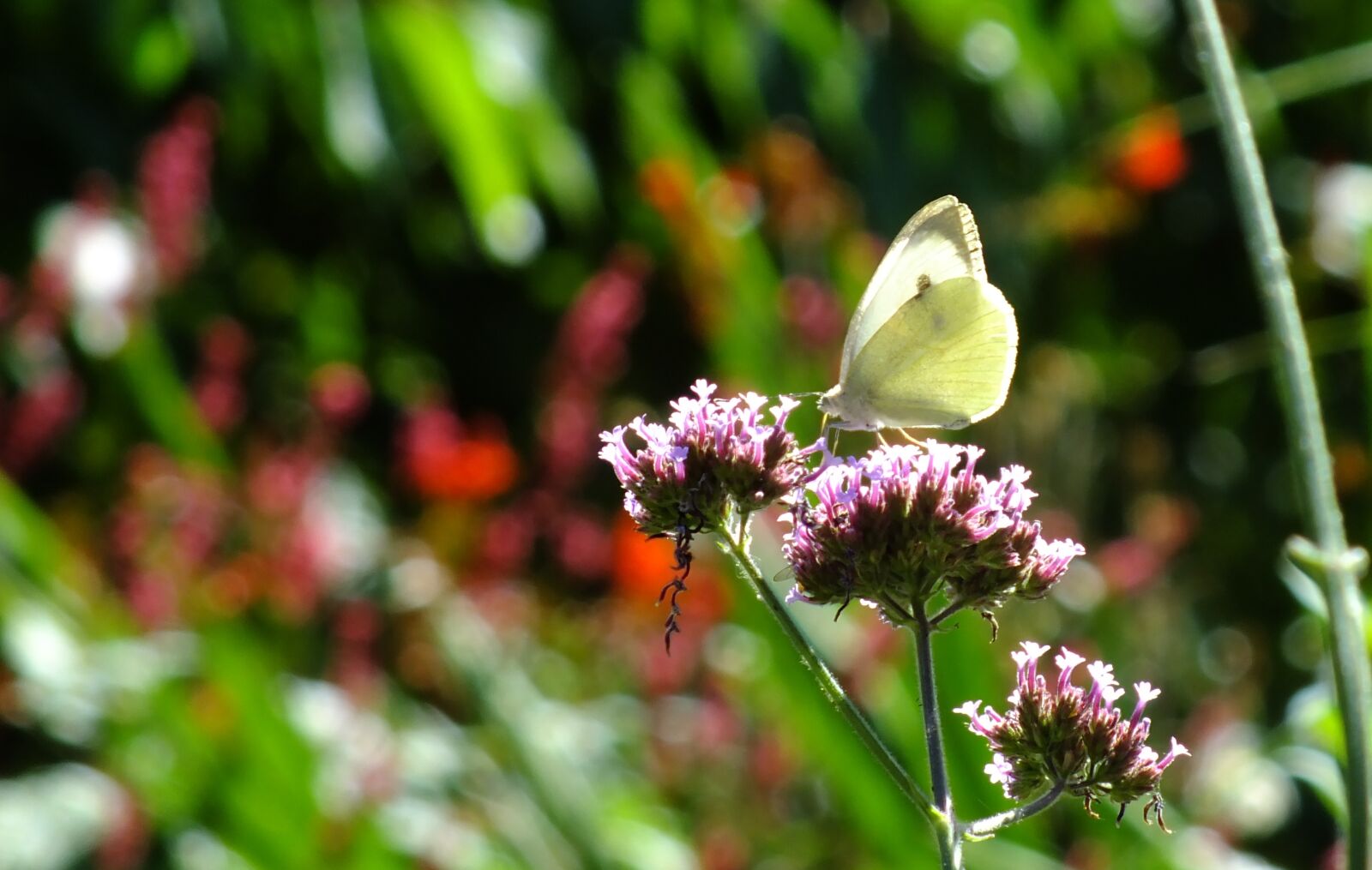 Fujifilm FinePix HS30EXR sample photo. Butterfly, cabbage white, wildlife photography