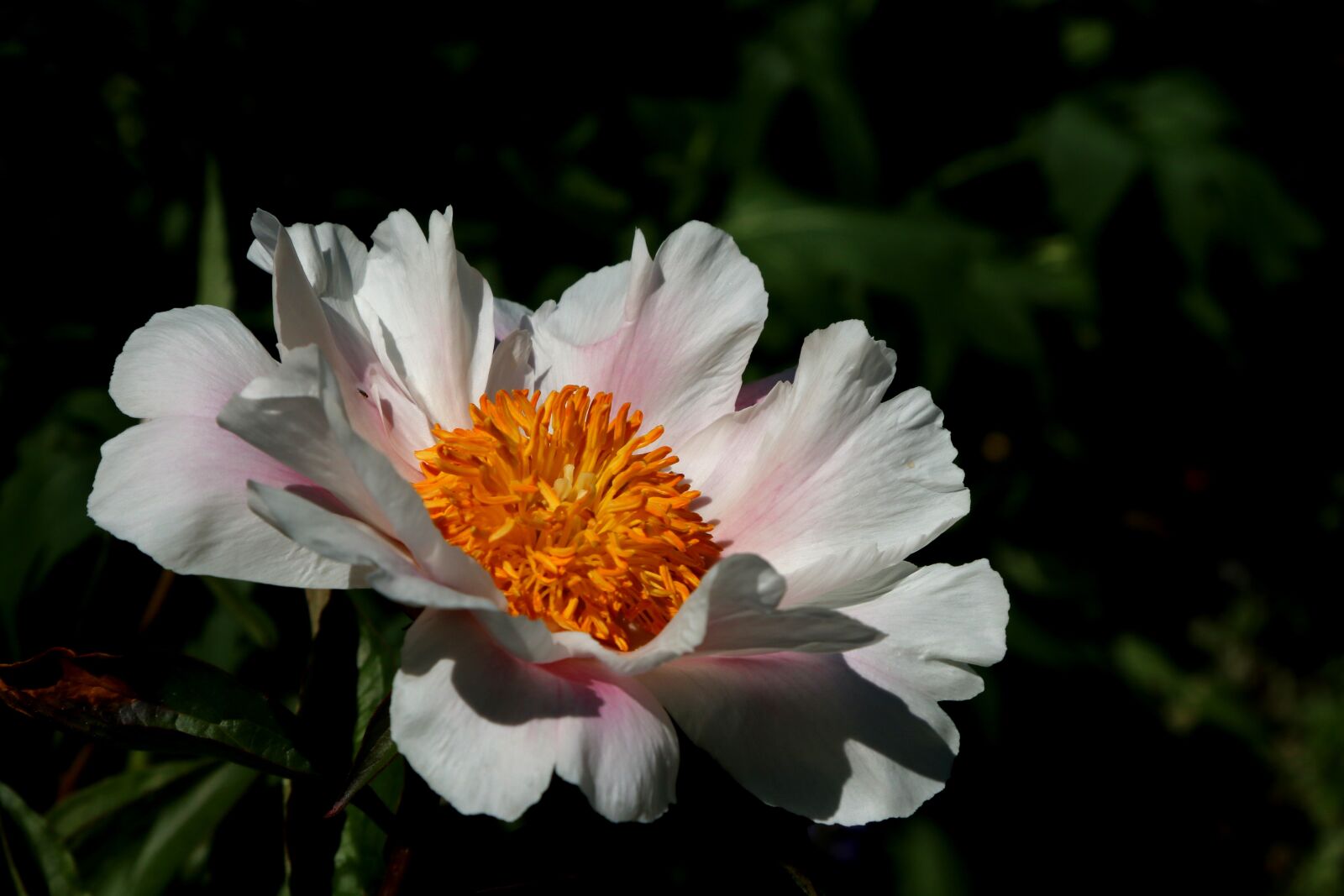 Canon EOS 70D + Canon EF 24-105mm F4L IS USM sample photo. Blossom, bloom, public record photography