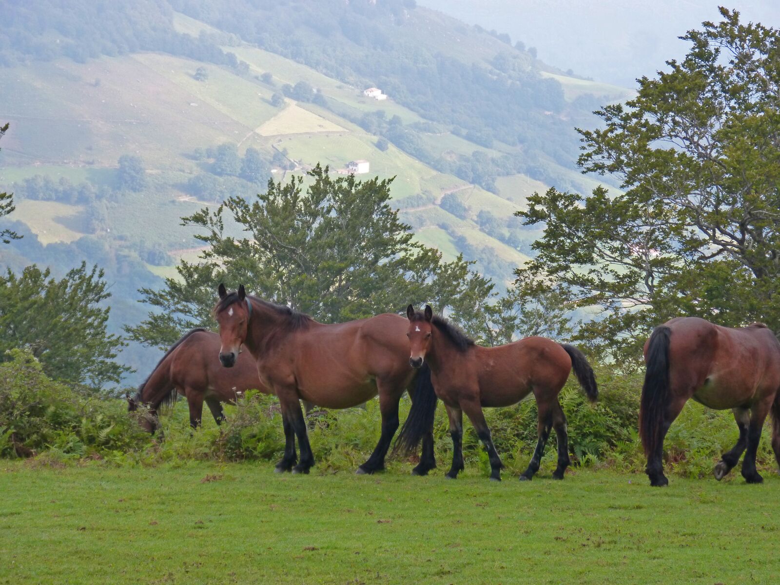 Panasonic DMC-FZ62 sample photo. Horses, pastures, pacer photography