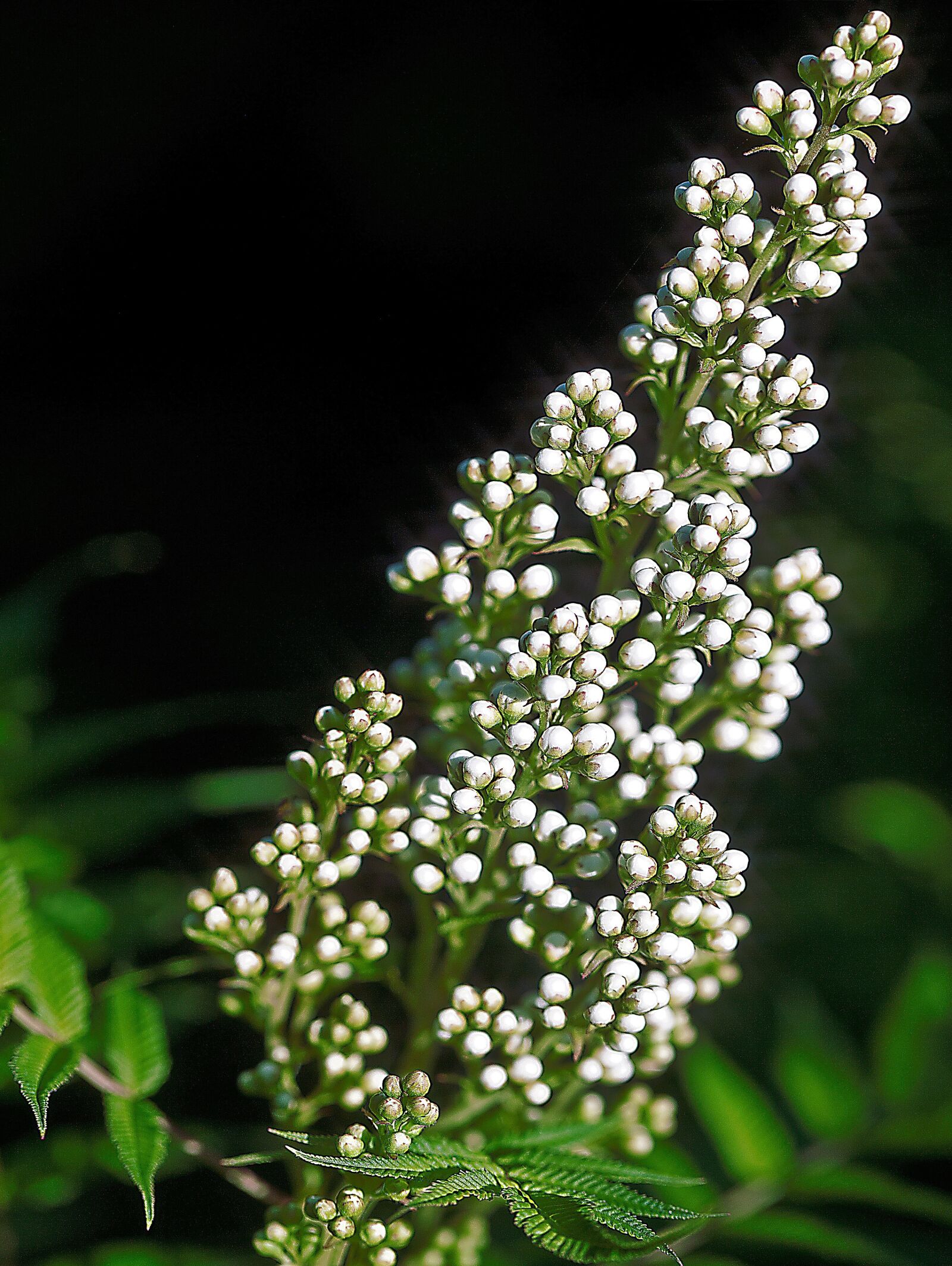 Canon EOS 5D Mark II sample photo. Flower, white flower, nature photography
