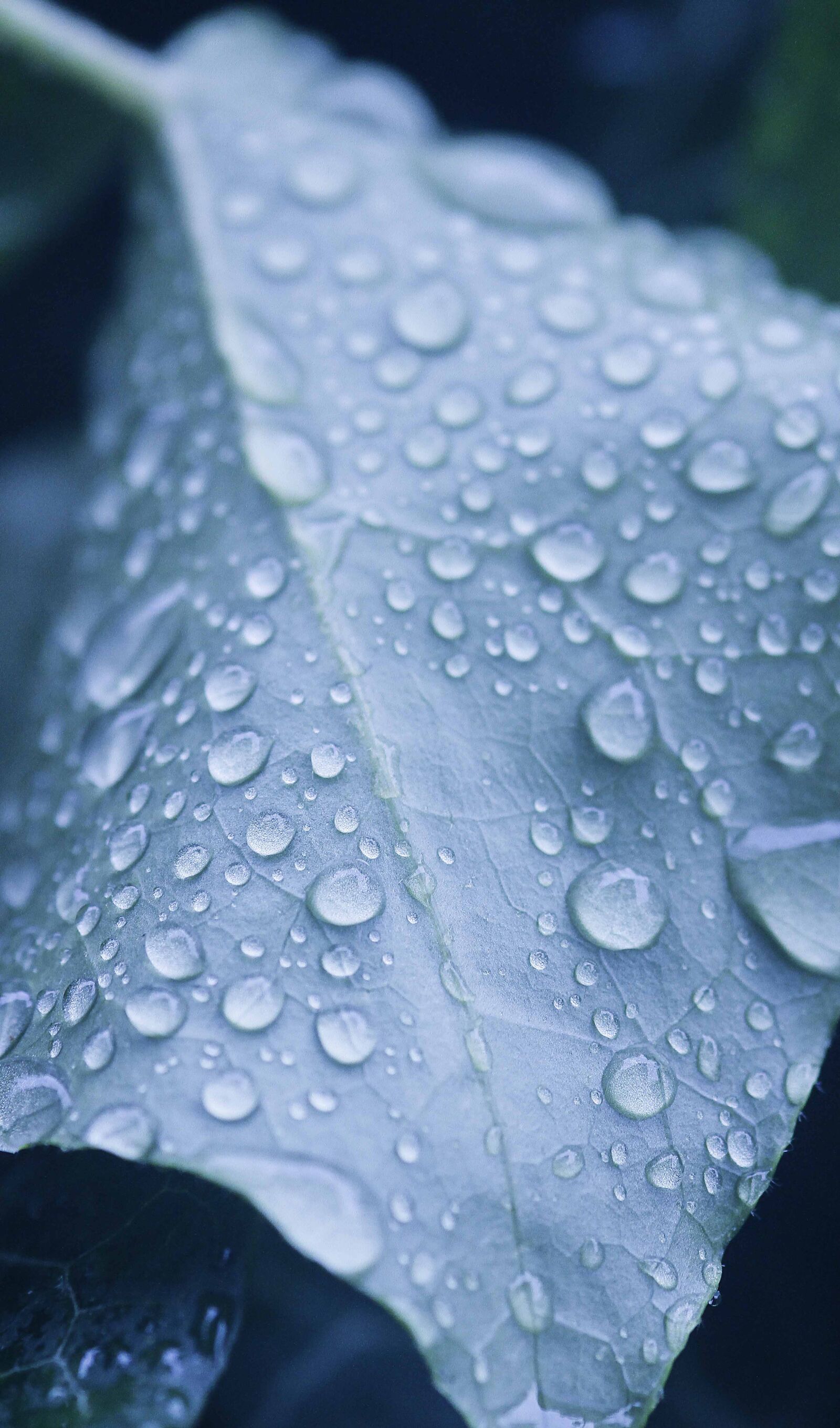 Canon EOS 7D sample photo. Nature, flower, blue photography