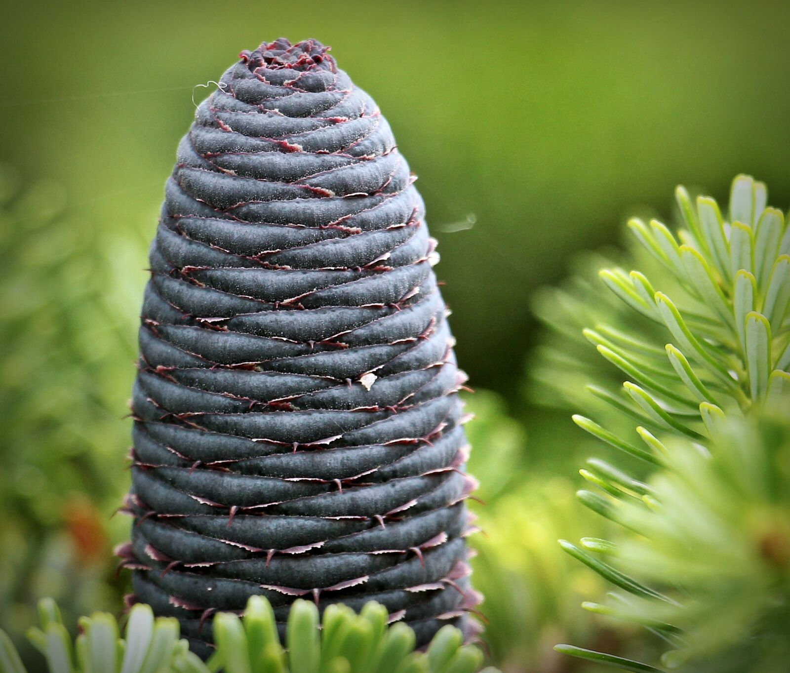 Canon EOS 550D (EOS Rebel T2i / EOS Kiss X4) sample photo. Fir tree, pine cones photography