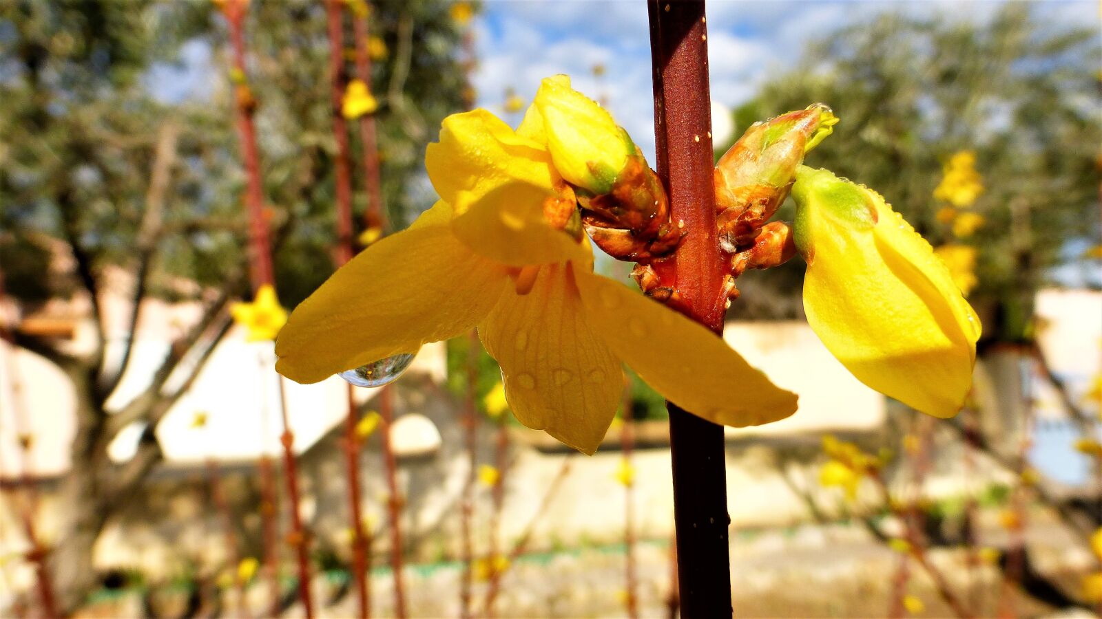 Panasonic Lumix DMC-ZS25 (Lumix DMC-TZ35) sample photo. Nature, flower, outdoor photography