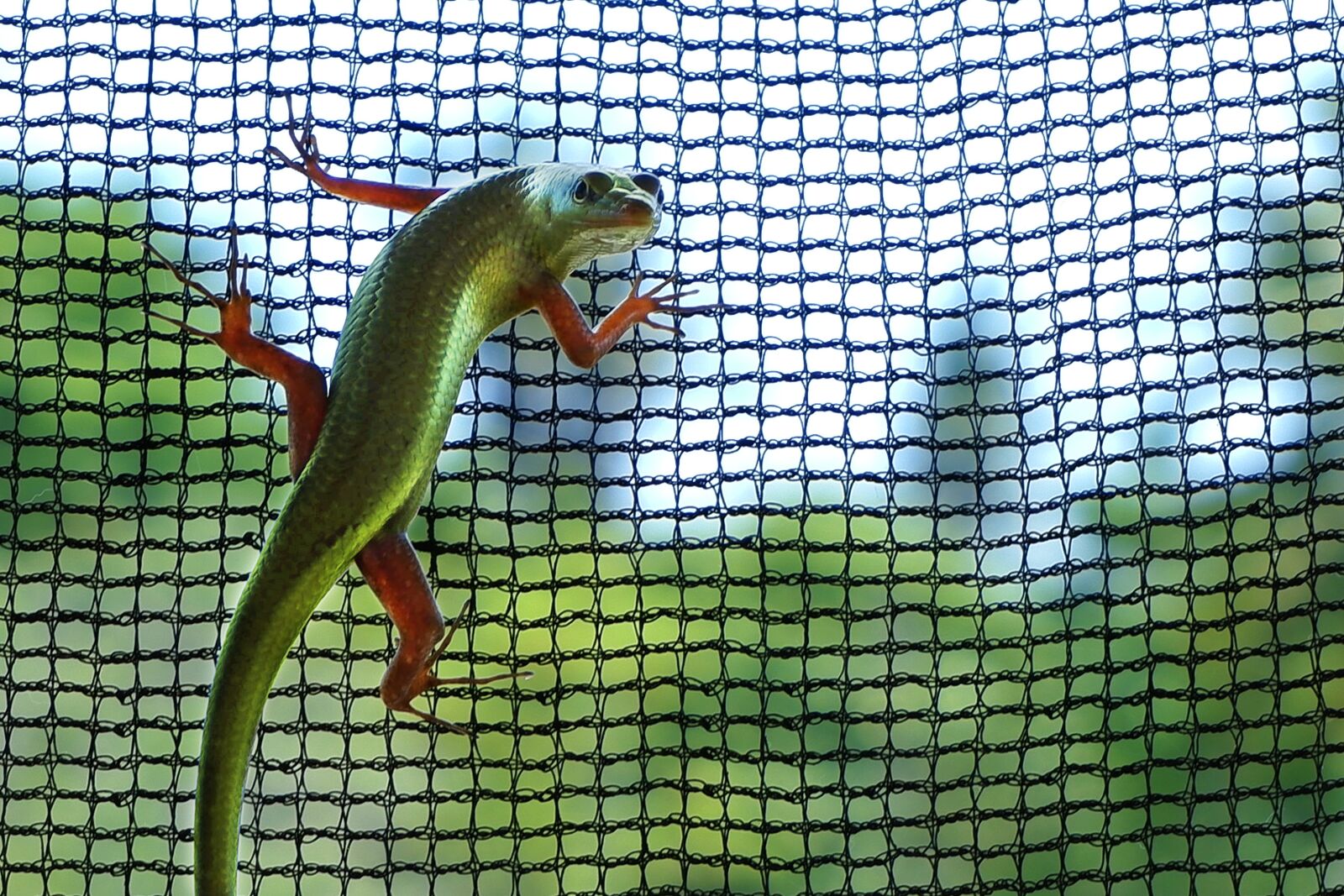 Fujifilm X-A5 sample photo. Lizard, green lizard, wildlife photography