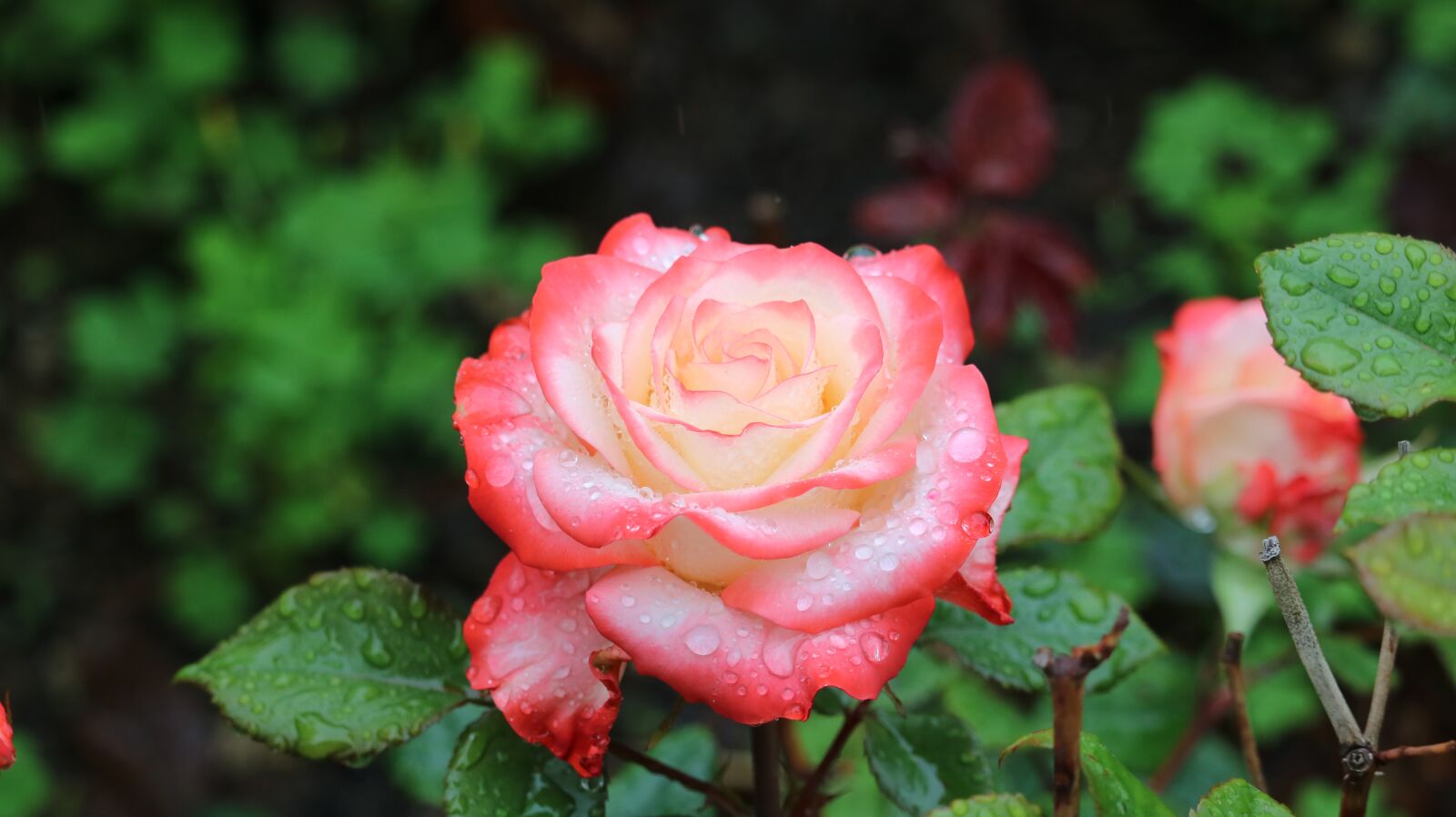 Canon EOS 750D (EOS Rebel T6i / EOS Kiss X8i) + Canon EF-S 55-250mm F4-5.6 IS STM sample photo. Rose, flowers, rose park photography