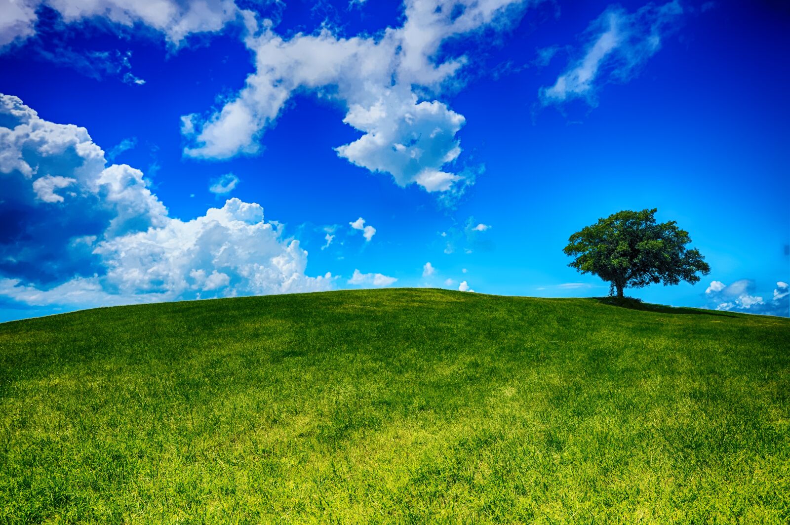 Nikon D5000 sample photo. Hill, tree, landscape photography