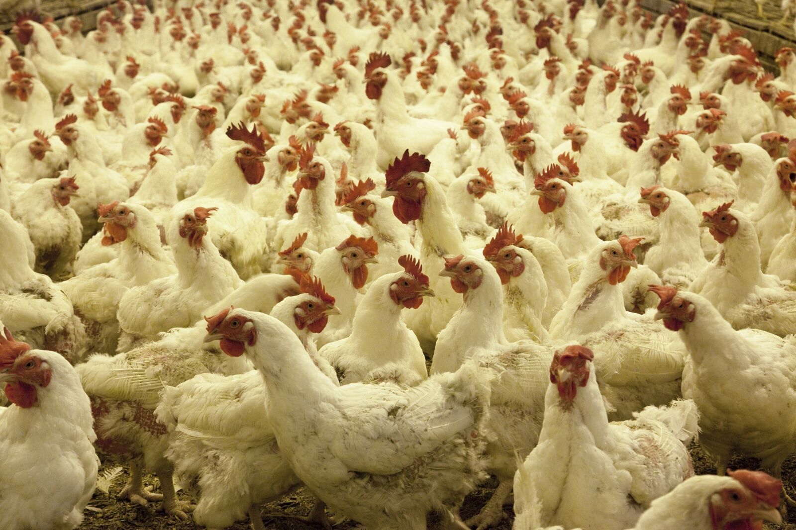 Canon EOS 5D Mark II sample photo. Poultry farm, chickens, agriculture photography