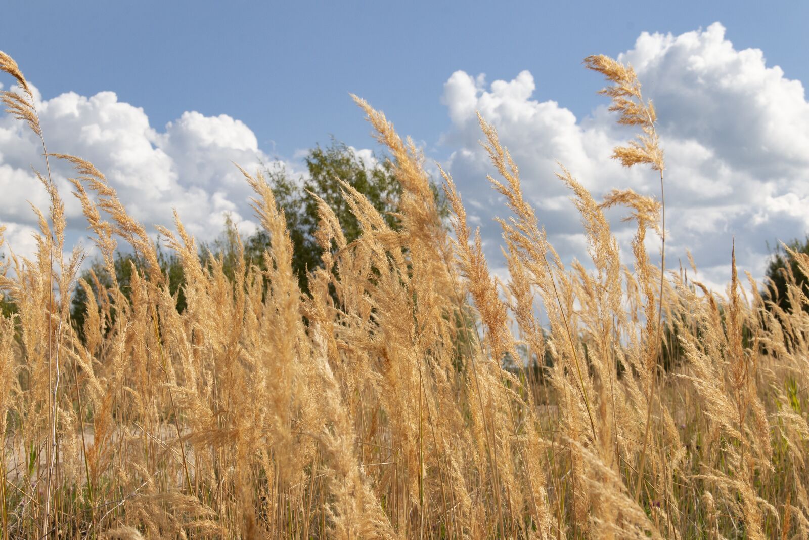 Canon EOS 70D sample photo. Grass, ears, sky photography