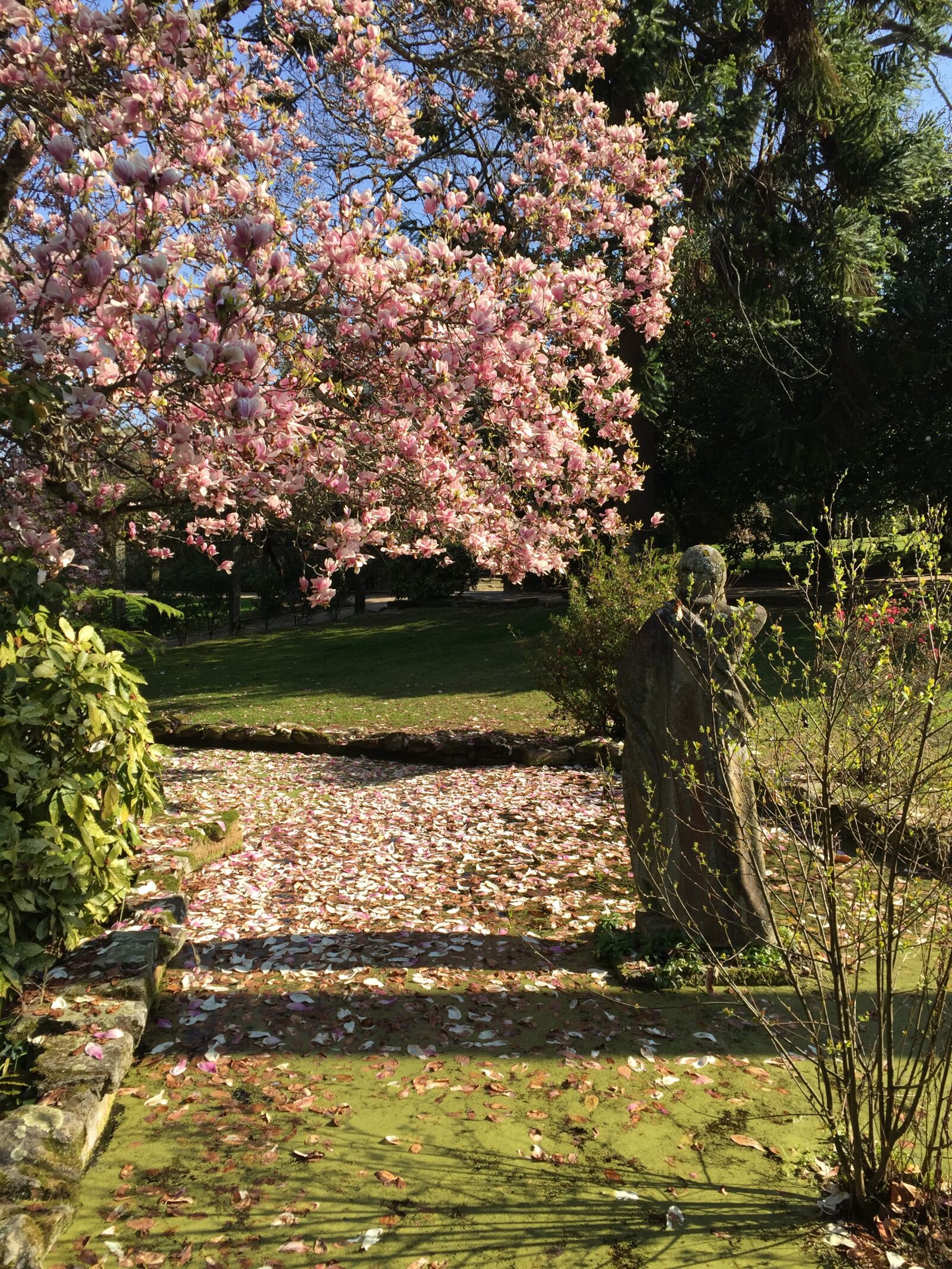 iPhone 6 back camera 4.15mm f/2.2 sample photo. Garden, flowers, spring photography
