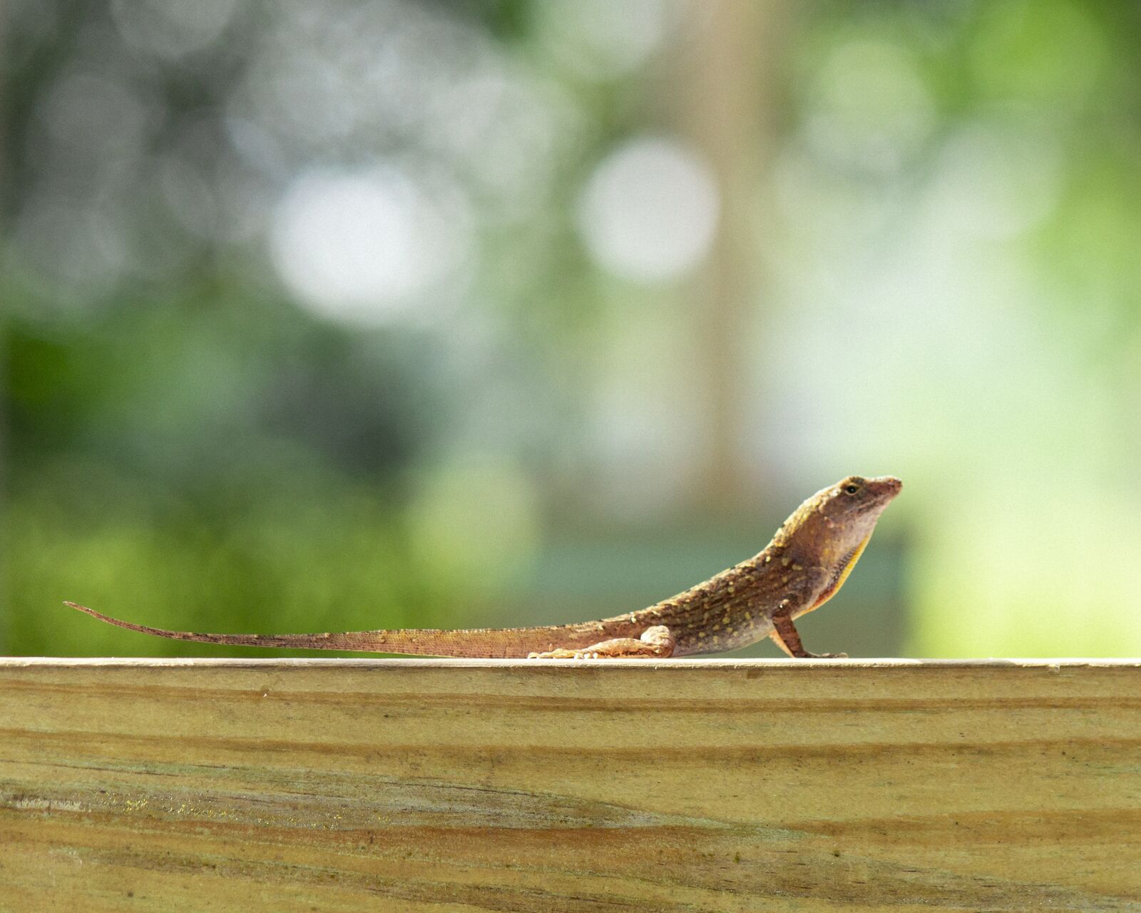 Canon EOS 600D (Rebel EOS T3i / EOS Kiss X5) sample photo. Cuban brown anole, florida photography