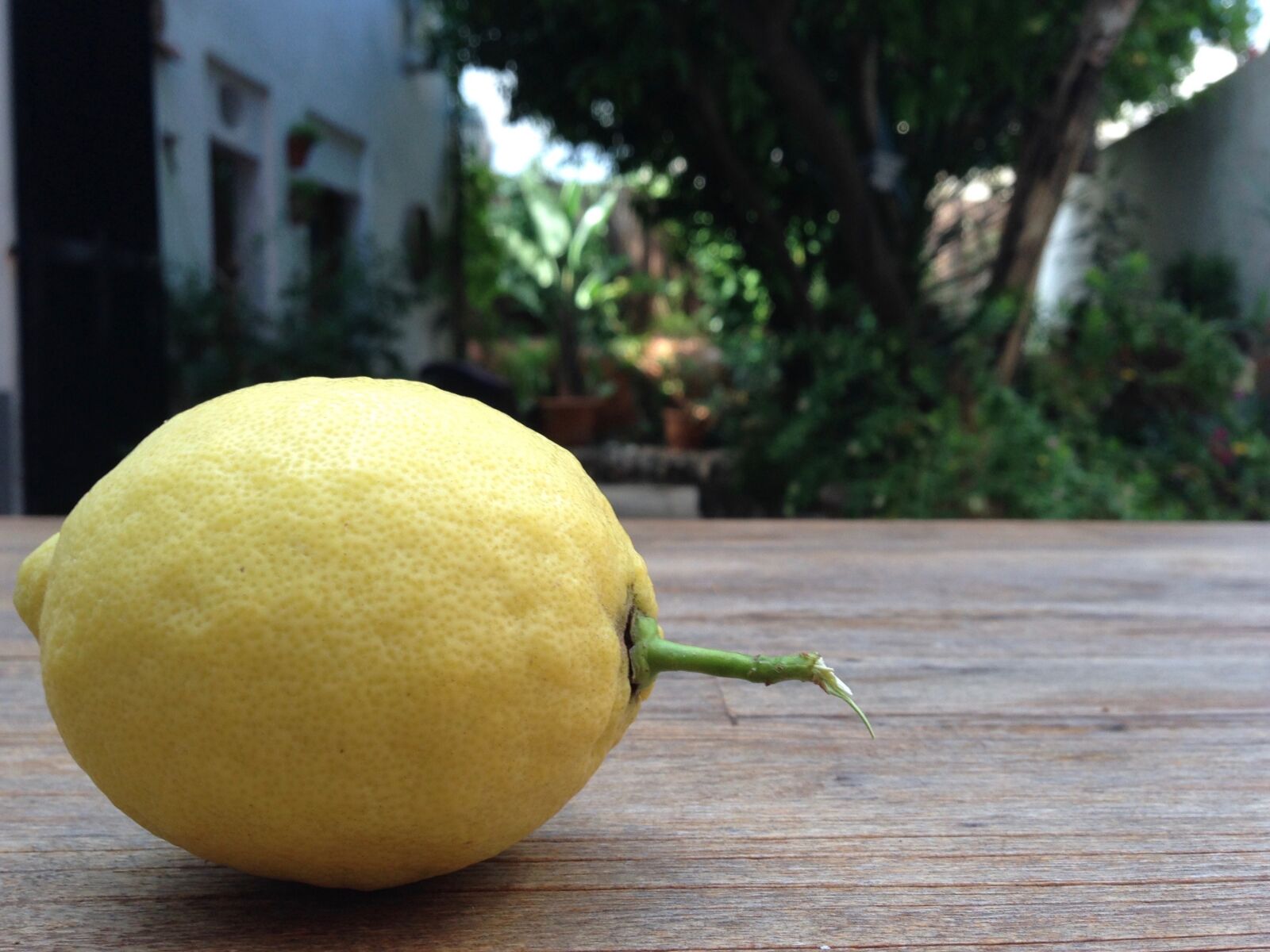 iPhone 5 back camera 4.12mm f/2.4 sample photo. Lemon, yellow, fruit photography