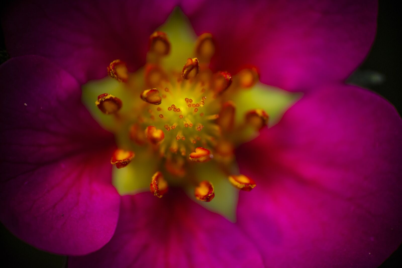 Nikon D5300 sample photo. Strawberry, flower, bloom photography