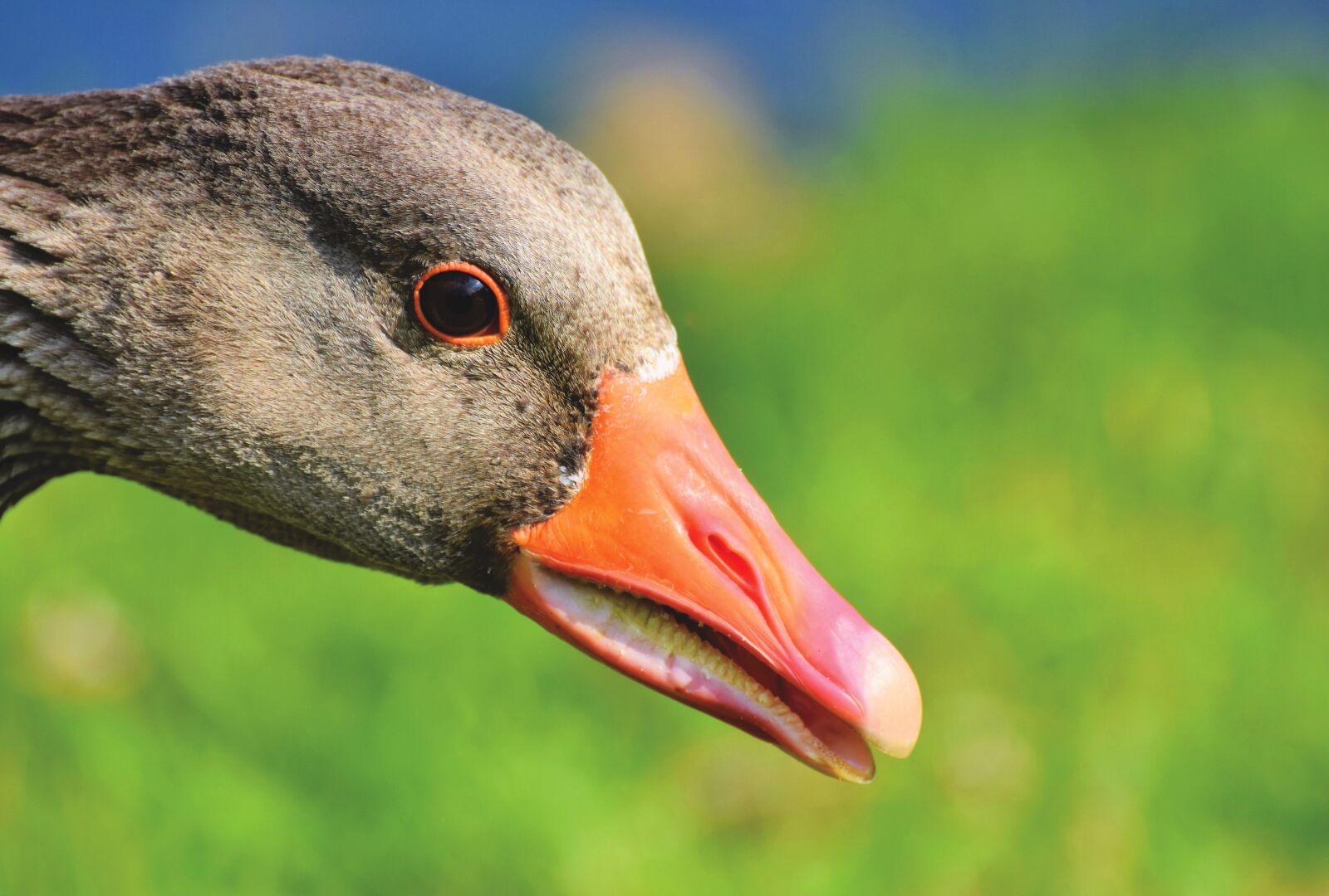 Nikon D7200 sample photo. Goose, greylag goose, bird photography