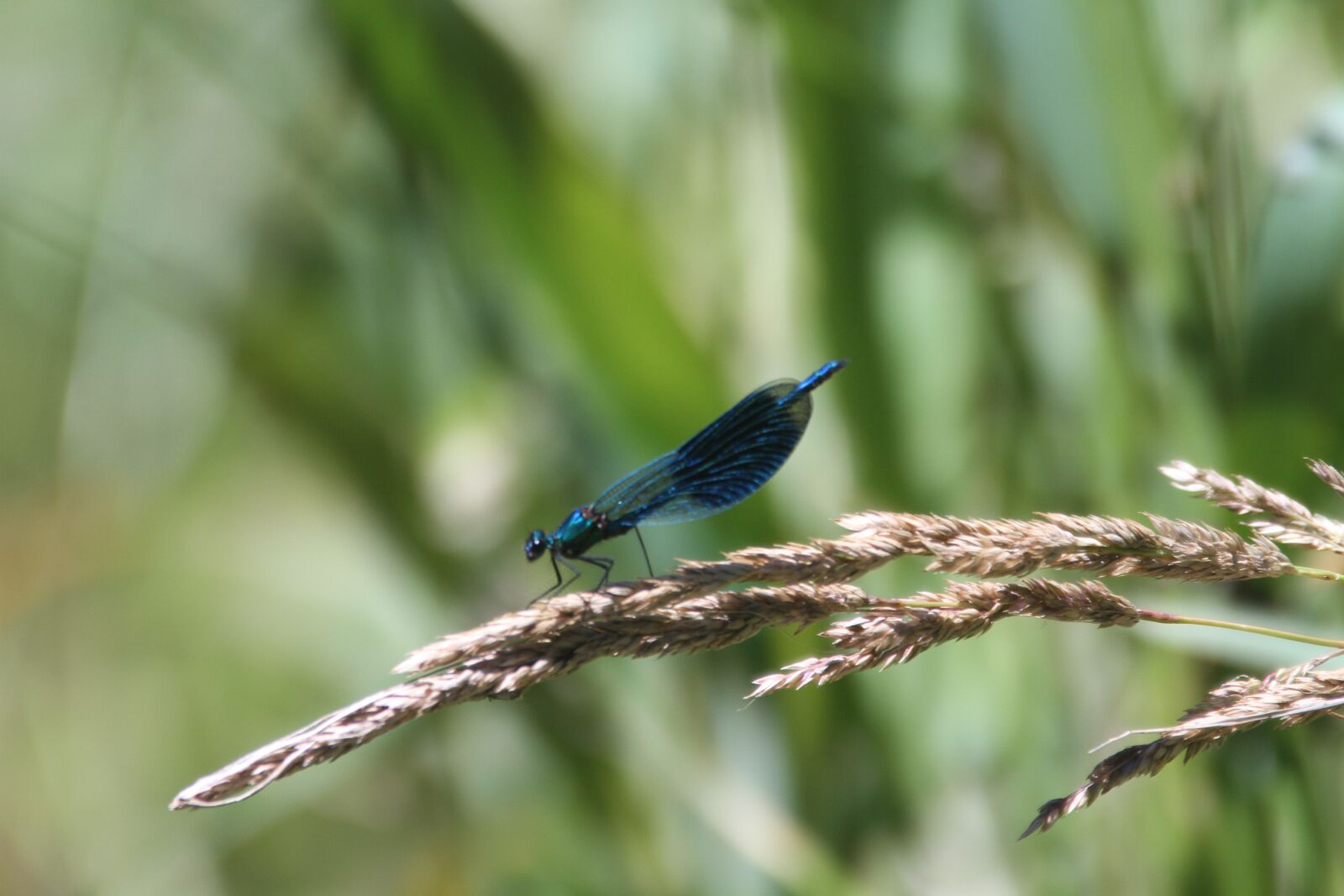 Canon EOS 7D sample photo. Nature, dragon-fly, insect photography