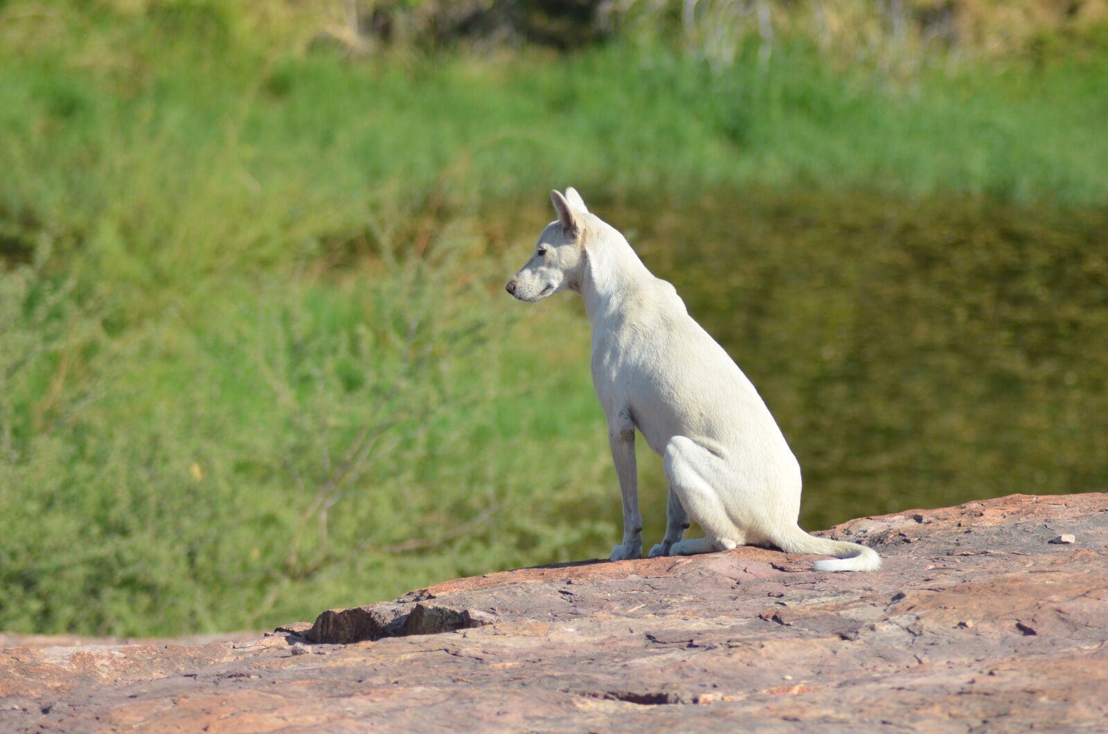 Nikon D5100 sample photo. Dog, distant, vision photography
