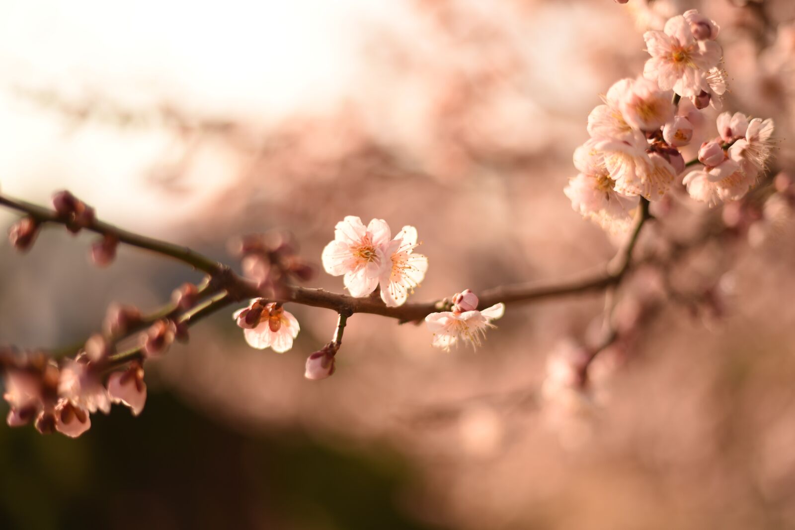 Nikon D750 sample photo. Spring, korea, flower photography