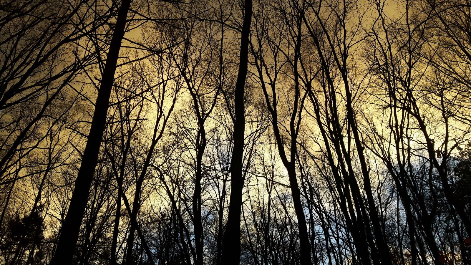 Samsung Galaxy S5 Neo sample photo. Trees, forest, winter photography