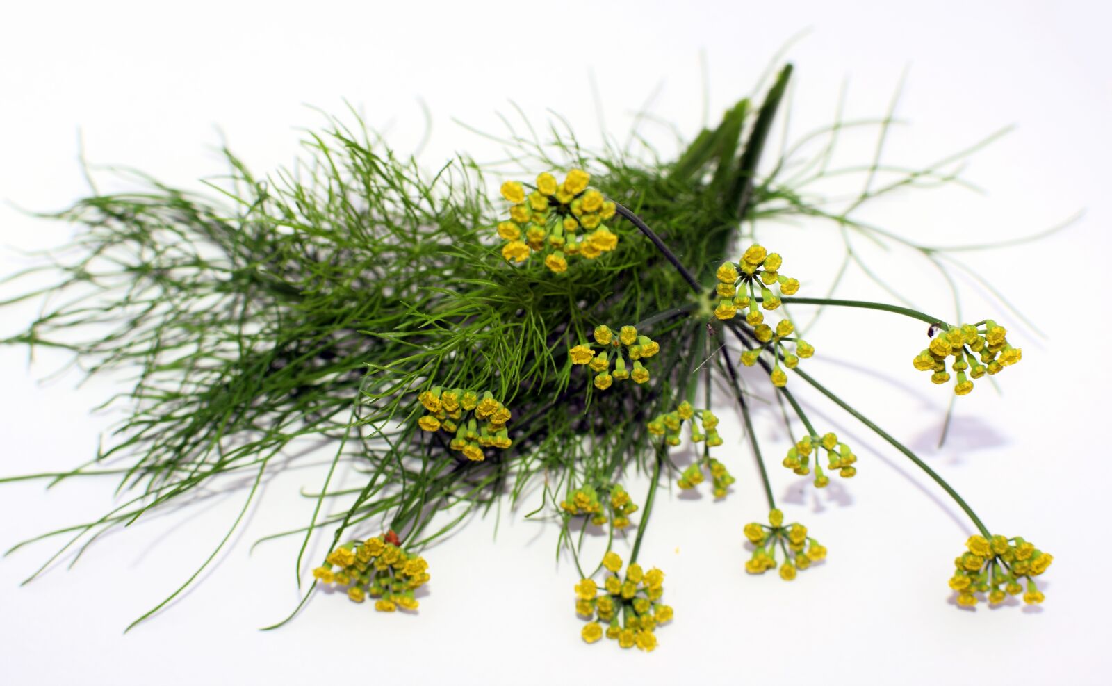 Nikon D5300 sample photo. Fennel seeds, fennel flowers photography