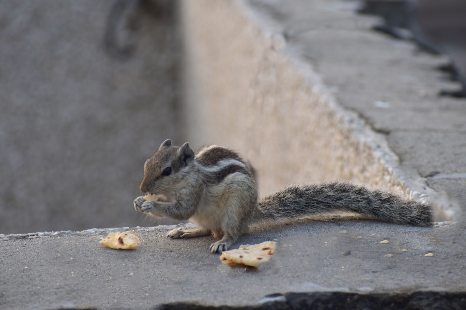 Nikon D5600 sample photo. Squirrel, eating, bread photography