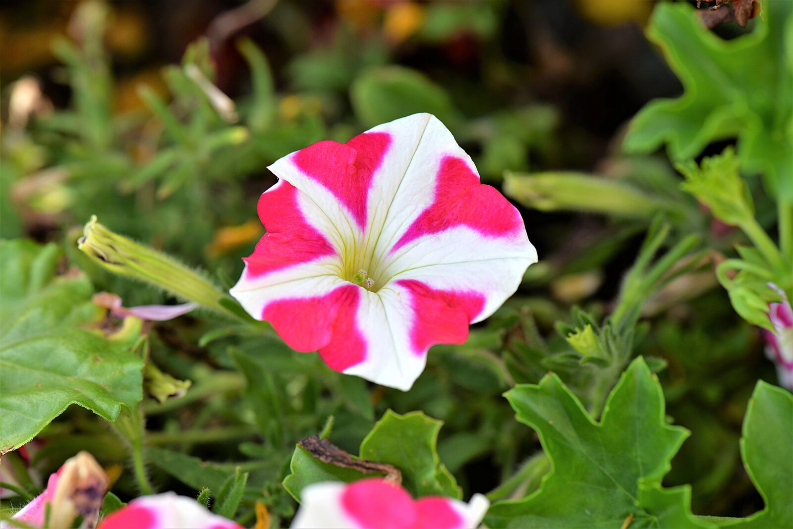 Nikon D610 sample photo. Surfinien, flowers, blossom photography