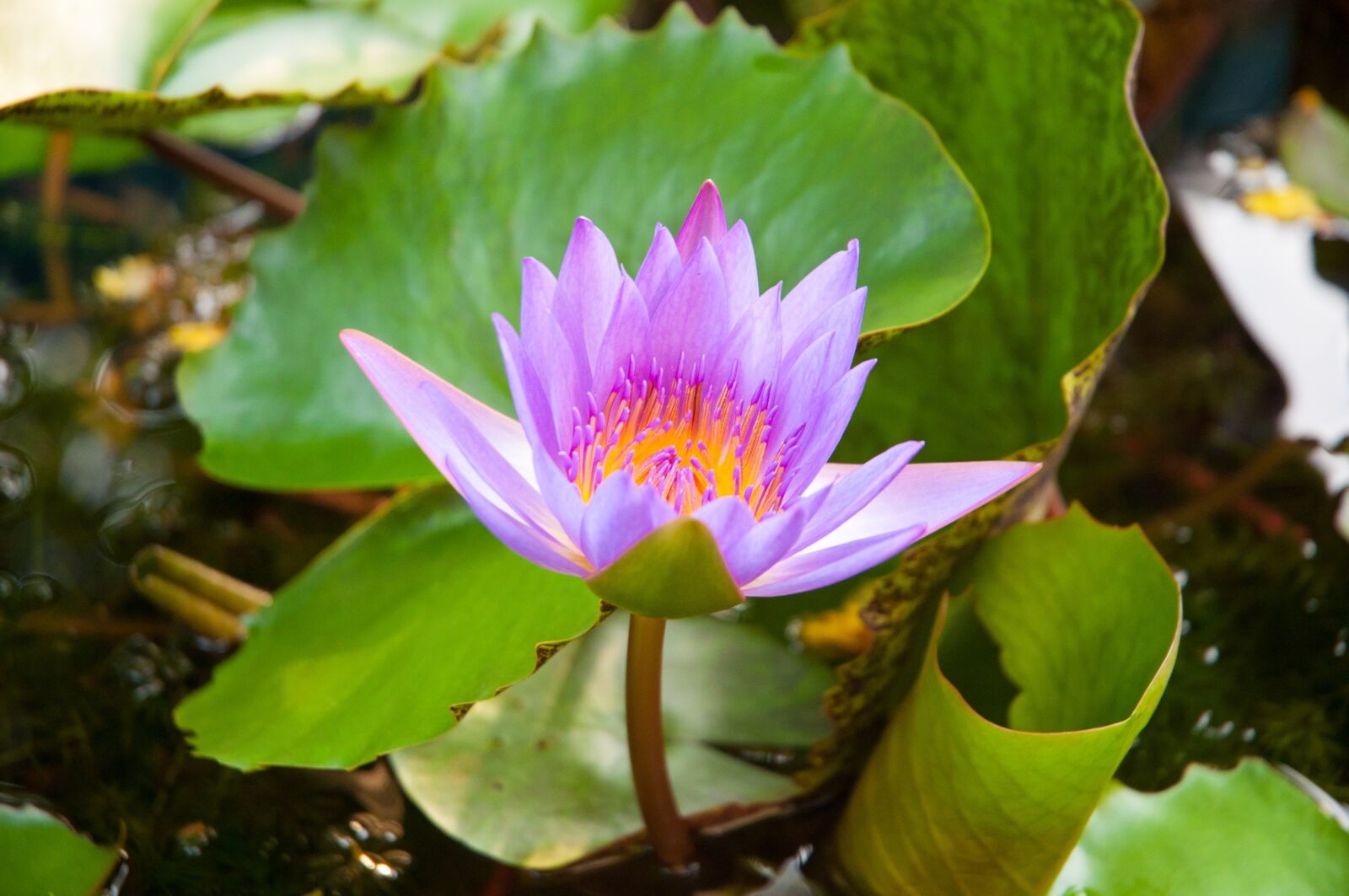 Nikon D90 sample photo. Lotus, purple lotus photography