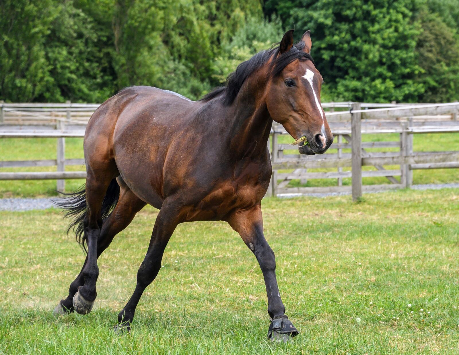 Nikon D500 sample photo. Horse, grass, run photography