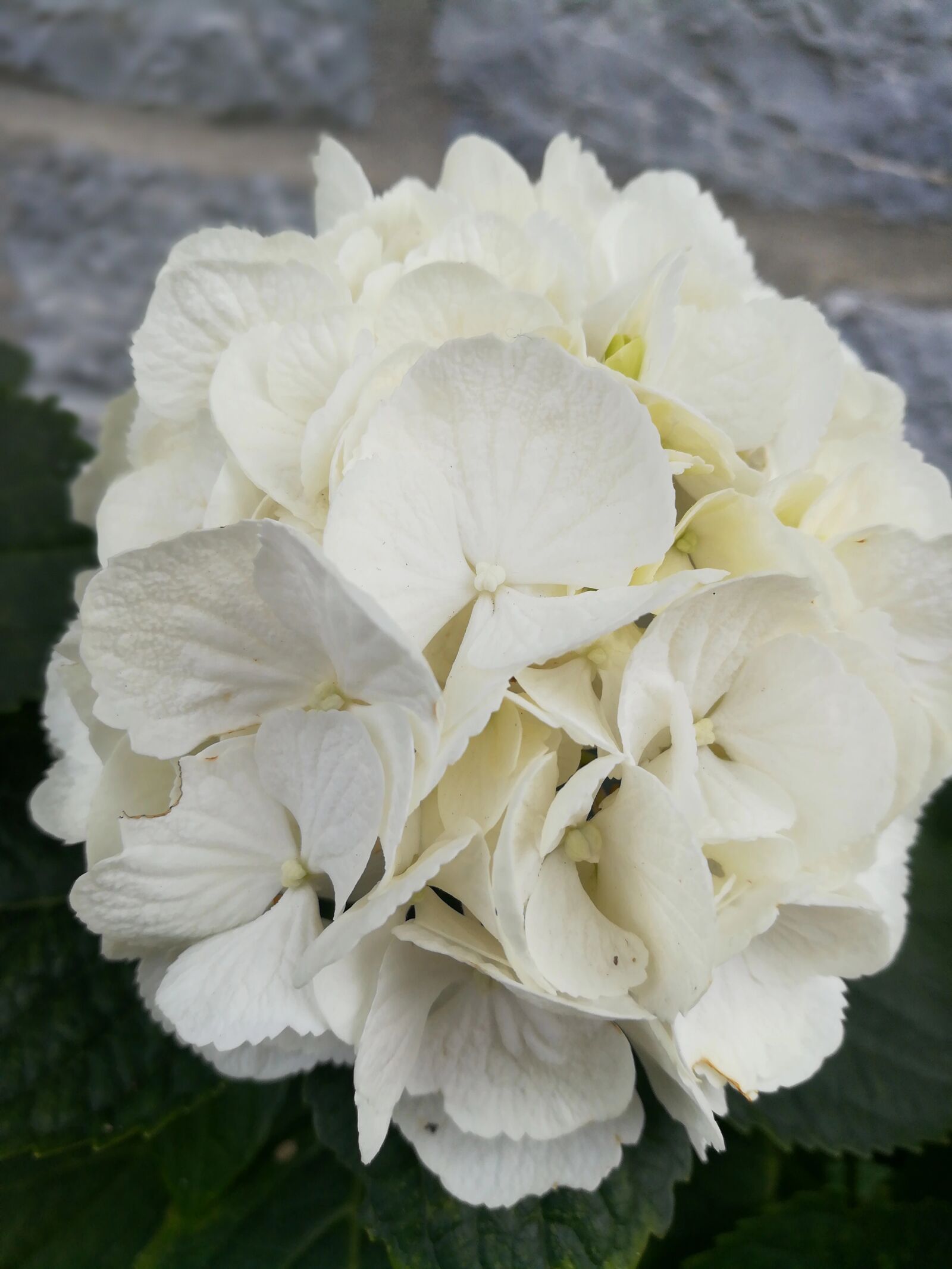 HUAWEI c??Eu?s 6X sample photo. Flower, white, plant photography