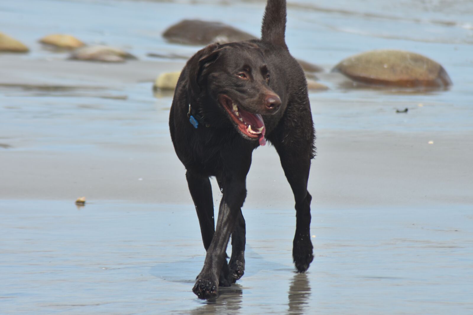 Nikon D7200 sample photo. Dog, pet, beach photography