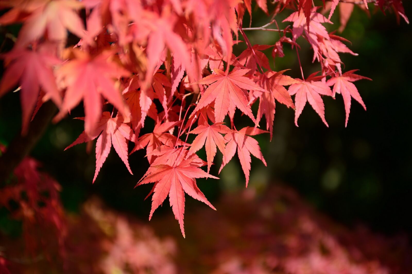 Nikon D5300 sample photo. Japan, himeji, red photography