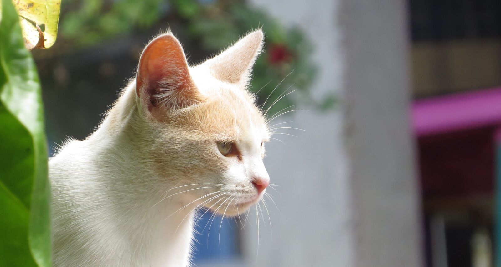 Canon PowerShot SX50 HS sample photo. Nice, animalia, cat photography