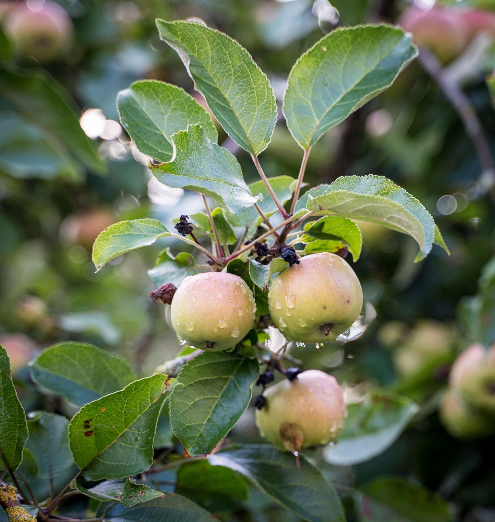 Sony a7 III + Tamron 28-75mm F2.8 Di III RXD sample photo. Apple, apple tree, rain photography