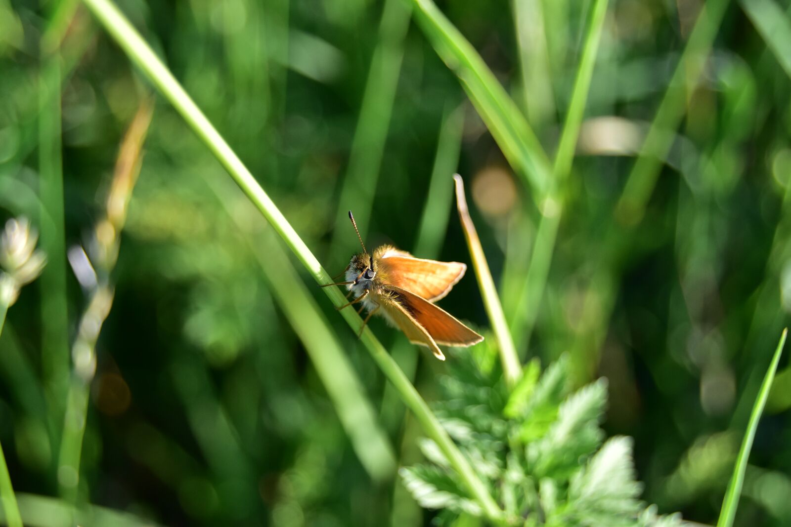 Nikon D5600 sample photo. Butterfly, macro, insect photography