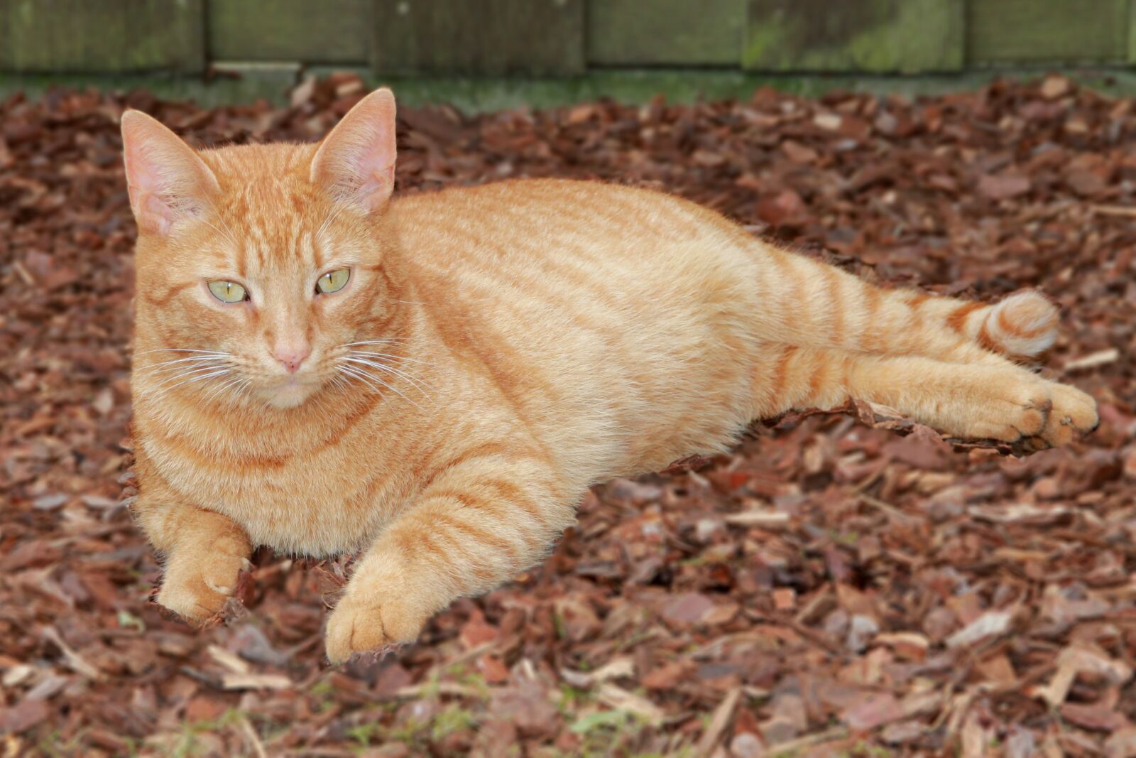 Canon EOS 1100D (EOS Rebel T3 / EOS Kiss X50) sample photo. Cat, red, red tomcat photography